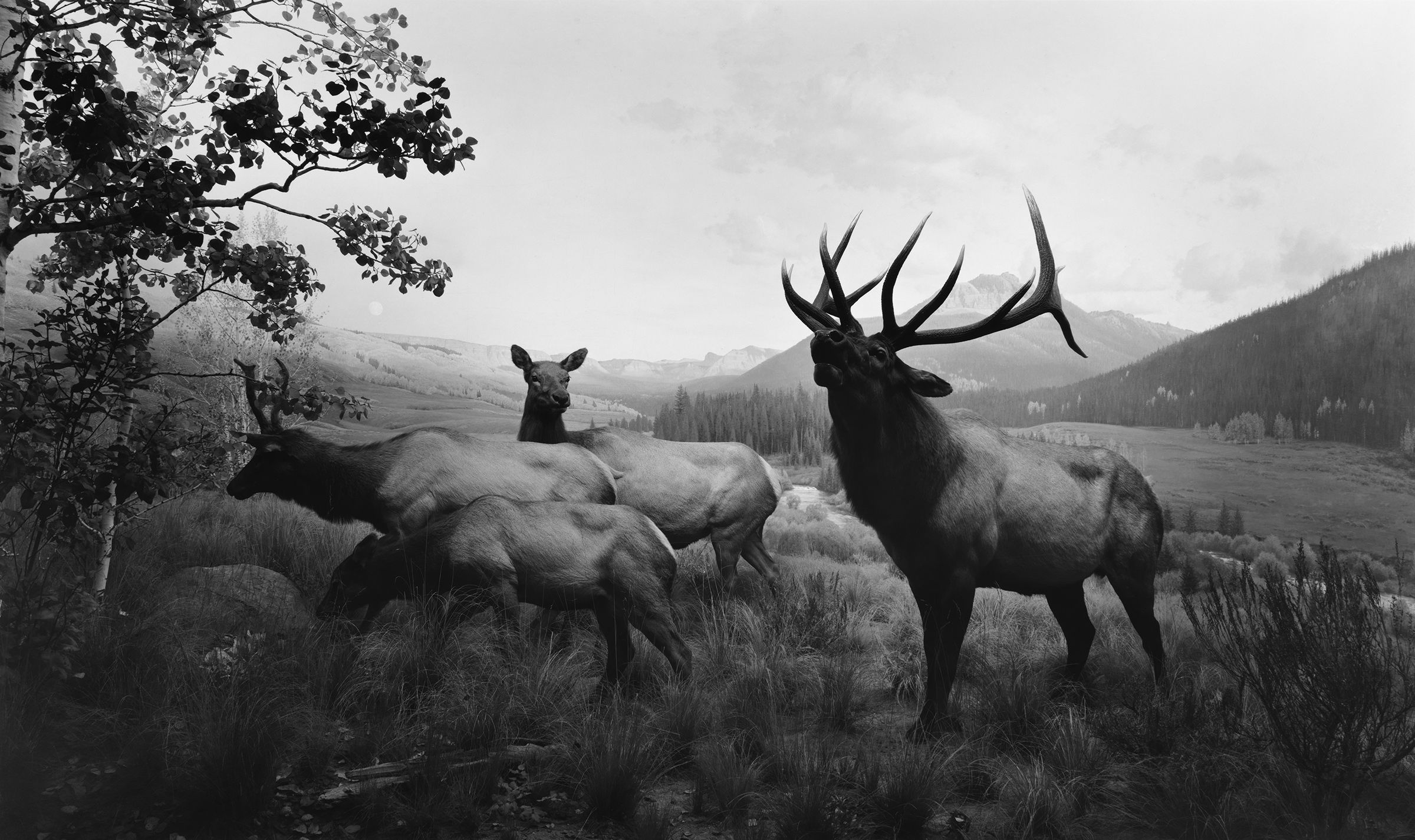 Download mobile wallpaper Monochrome, Animal, Elk for free.
