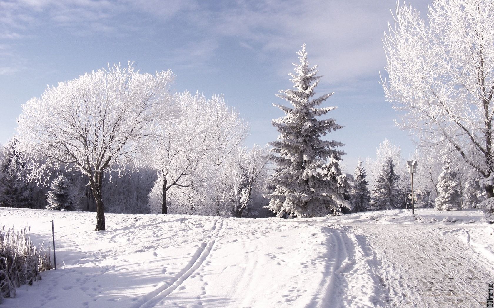 nature, traces, winter, trees, mountains, snow, day, ski, piste