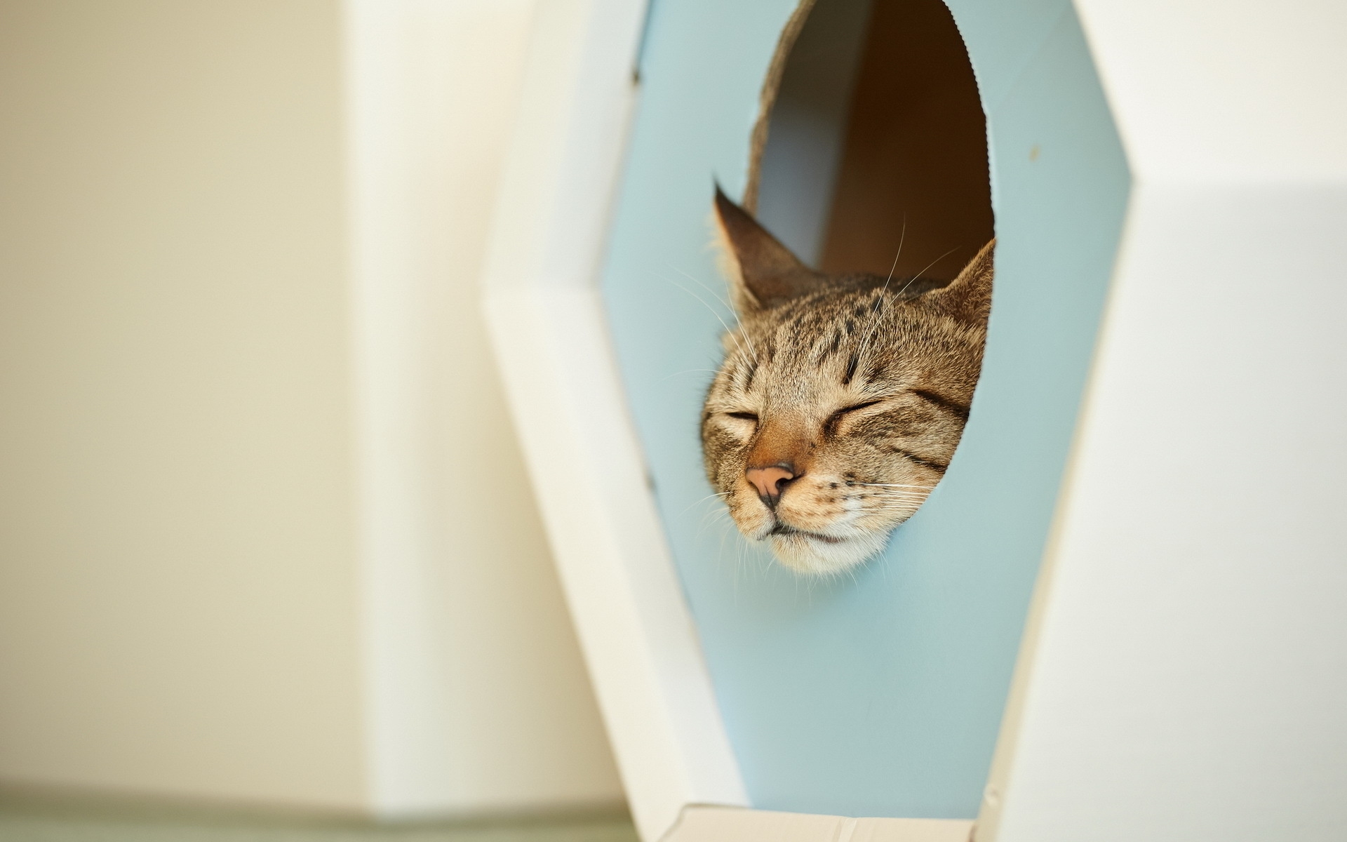 Téléchargez gratuitement l'image Animaux, Chats, Chat sur le bureau de votre PC