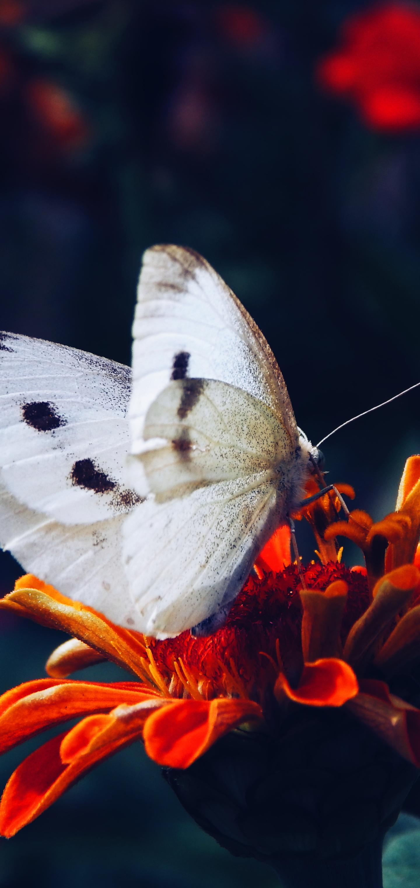 Baixar papel de parede para celular de Animais, Flor, Inseto, Borboleta, Flor De Laranjeira gratuito.