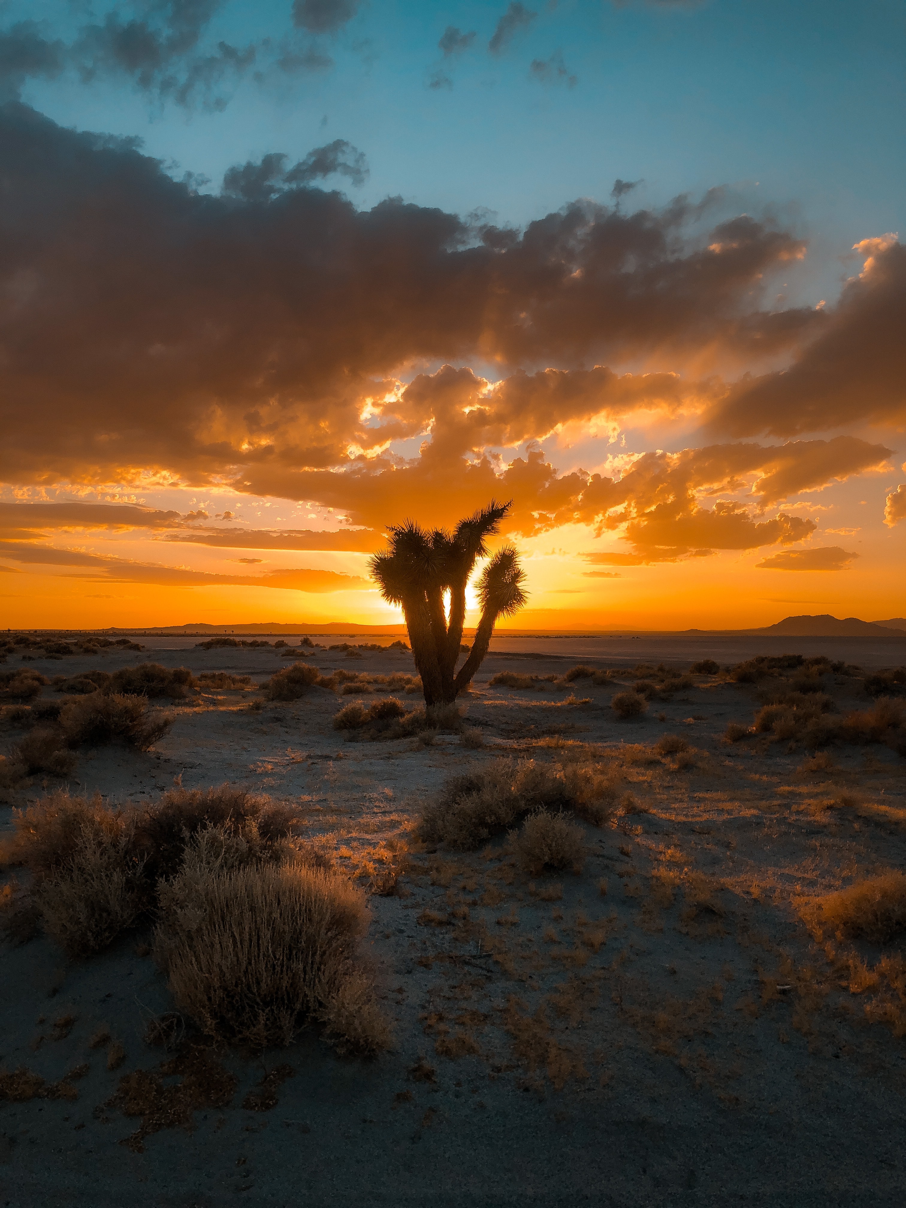 Laden Sie das Sunset, Sand, Wüste, Bush, Natur, Kaktus-Bild kostenlos auf Ihren PC-Desktop herunter
