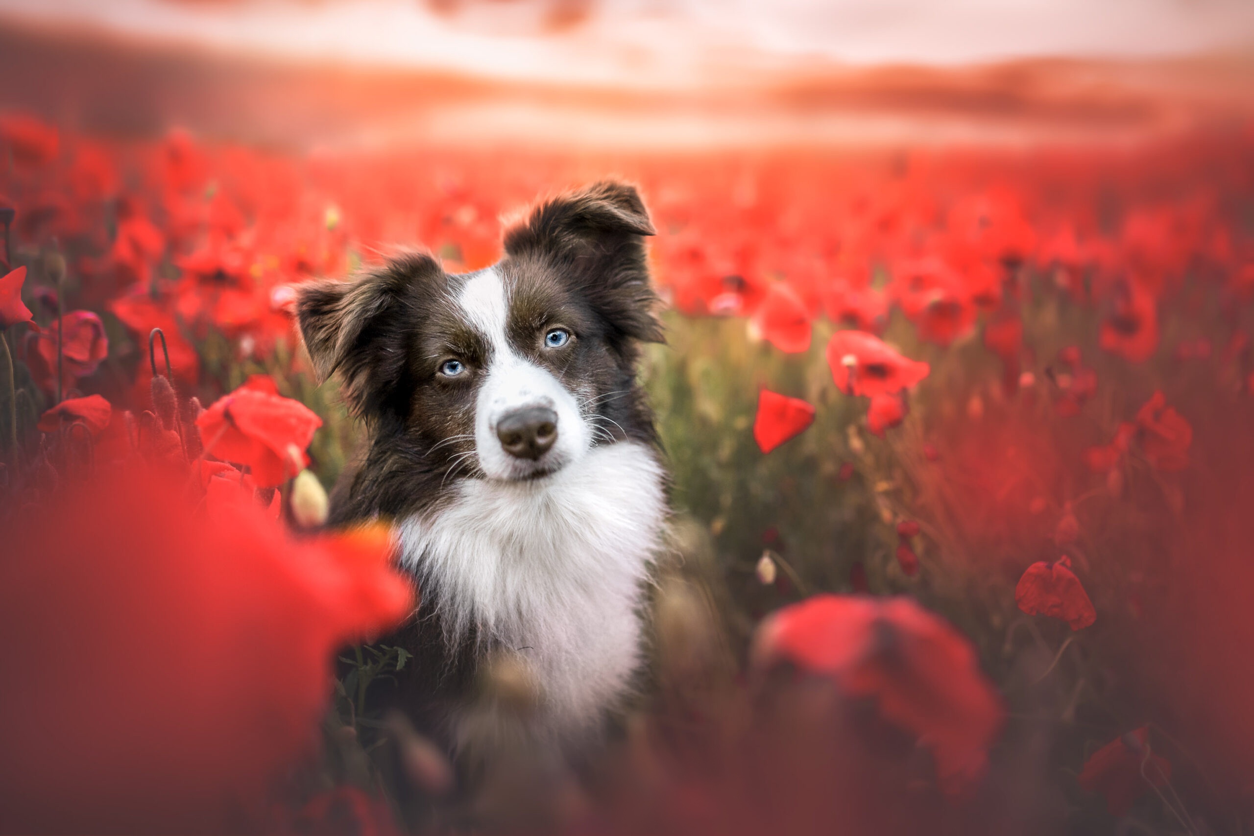 Laden Sie das Tiere, Hunde, Australischer Hirte-Bild kostenlos auf Ihren PC-Desktop herunter