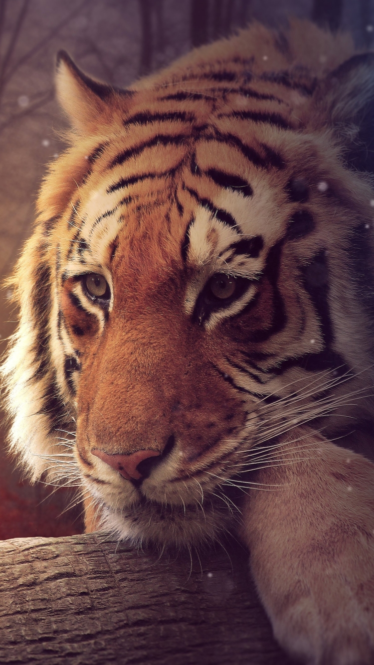 Download mobile wallpaper Tiger, Photography, Manipulation for free.