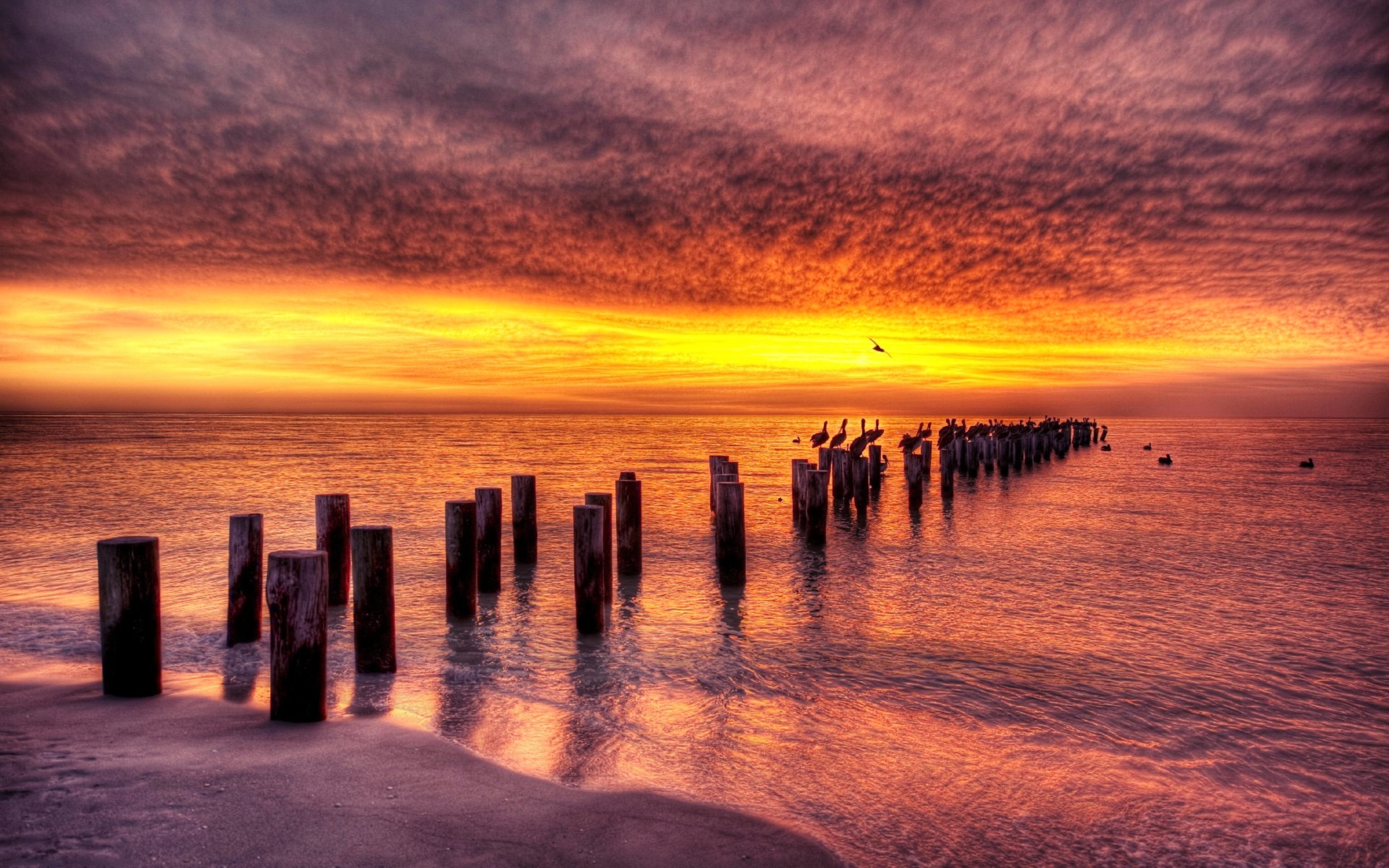 Download mobile wallpaper Nature, Sunset, Sea, Beach, Bird, Ocean, Earth, Cloud for free.