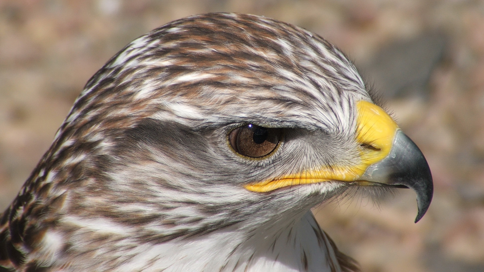 Free download wallpaper Birds, Falcon, Animal on your PC desktop