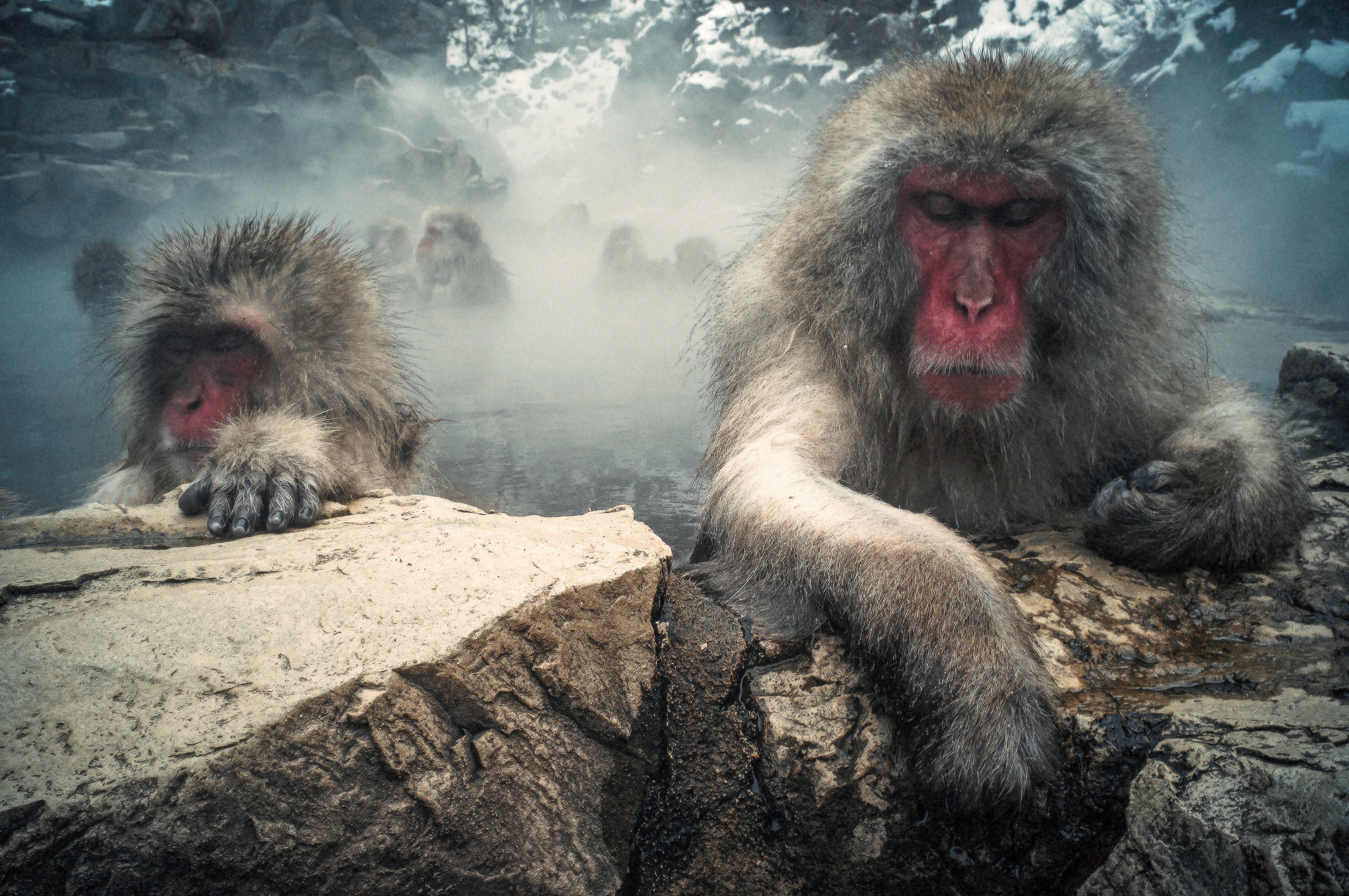 Free download wallpaper Japanese Macaque, Monkeys, Monkey, Animal on your PC desktop