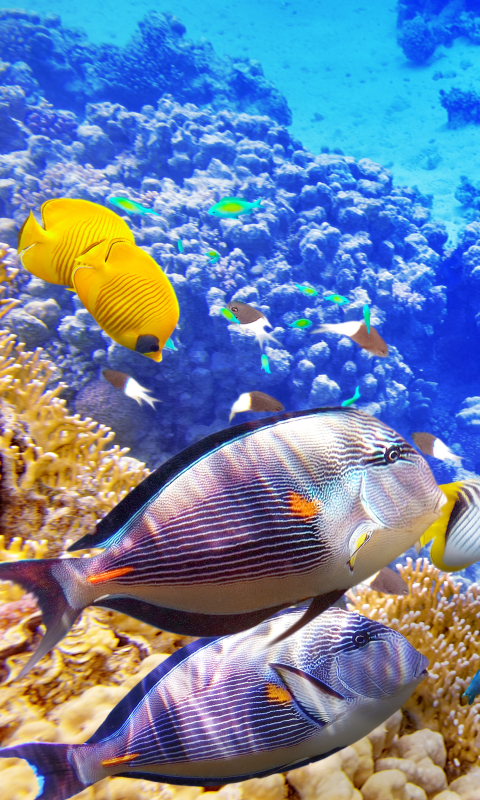 Download mobile wallpaper Ocean, Animal, Fish, Underwater, Coral Reef, Sea Life, Manta Ray for free.