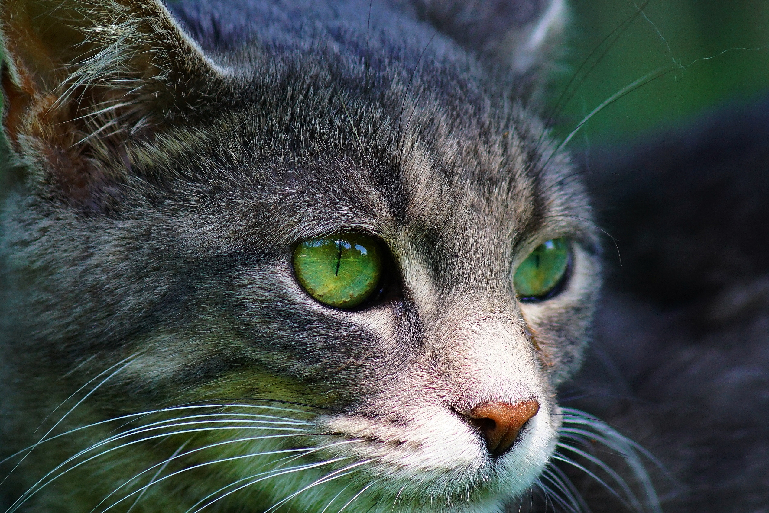 Baixar papel de parede para celular de Animais, Gatos, Gato, Focinho gratuito.