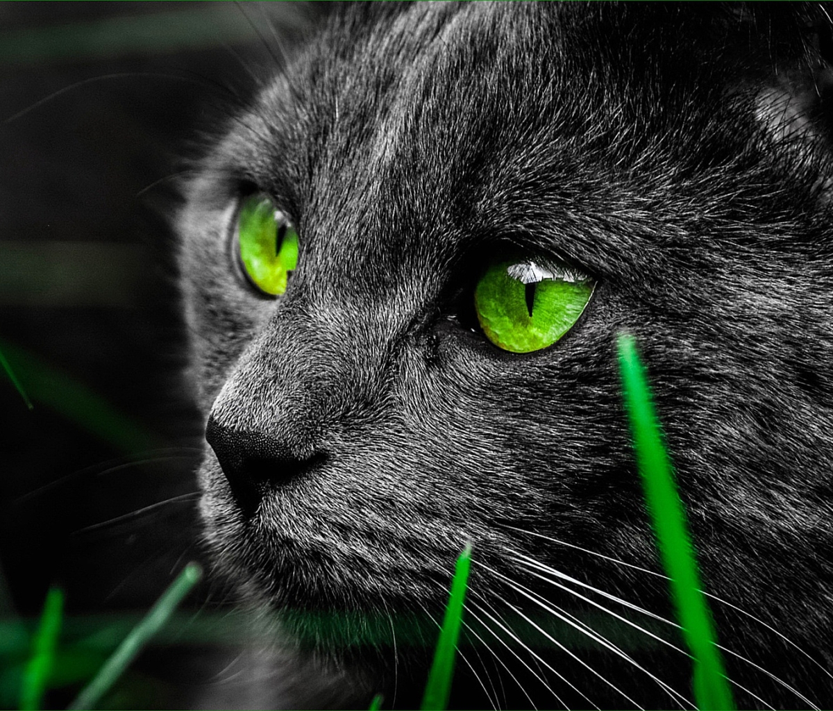 Handy-Wallpaper Tiere, Katzen, Katze, Grüne Augen kostenlos herunterladen.