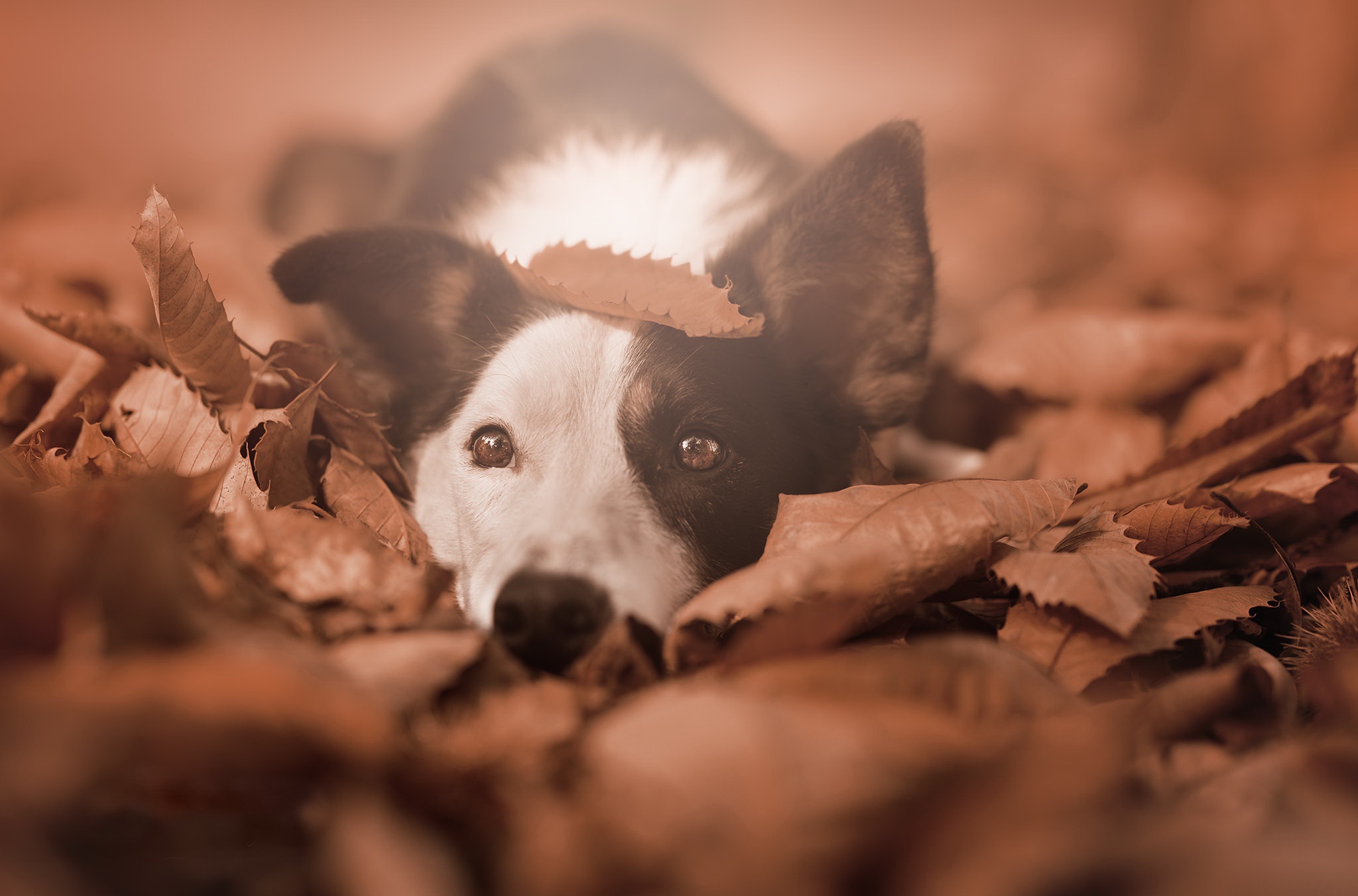 Download mobile wallpaper Dogs, Dog, Fall, Animal, Border Collie for free.