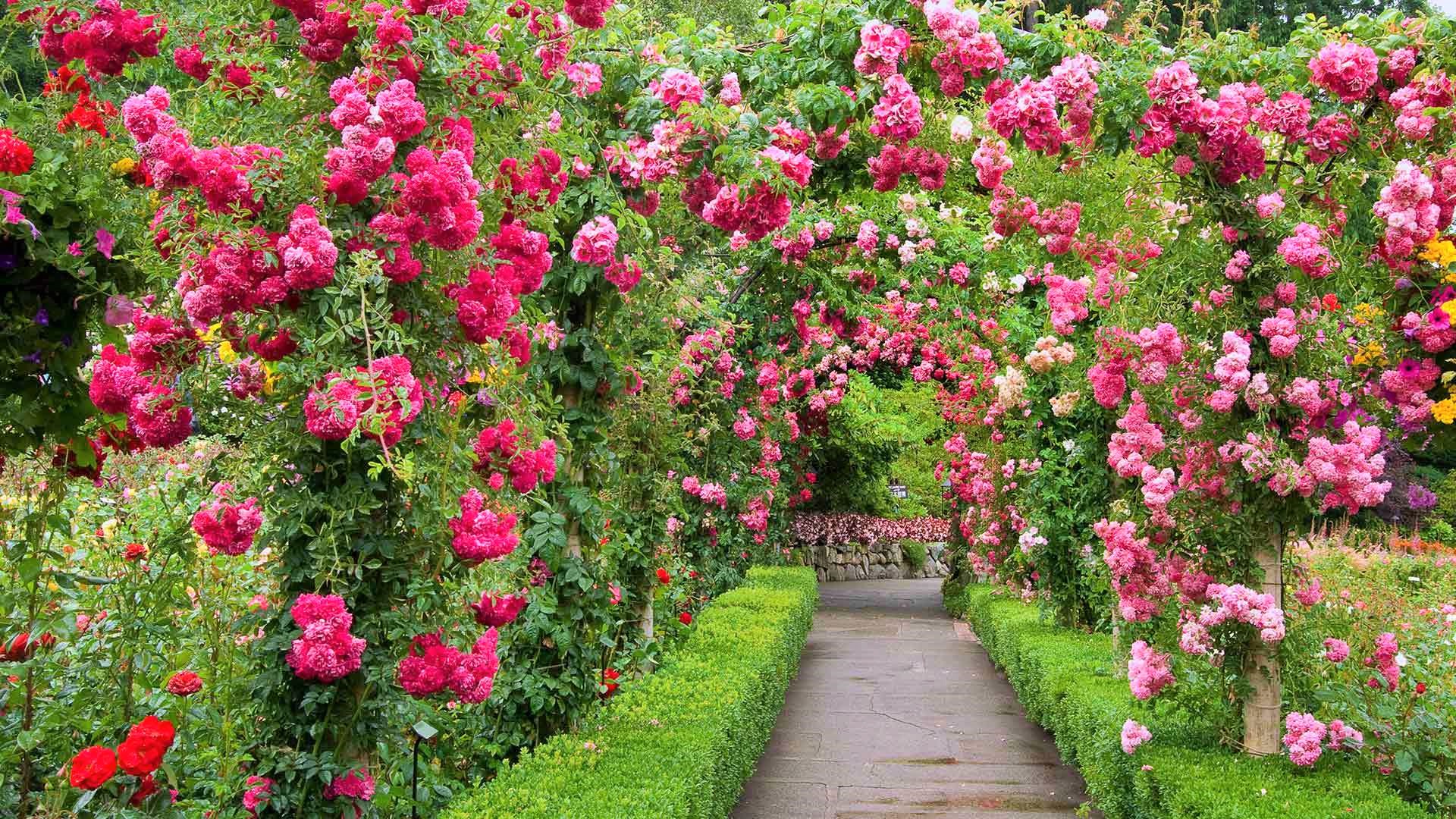 1503525 descargar imagen jardín, hecho por el hombre, flor, sendero, flor rosa, rosa: fondos de pantalla y protectores de pantalla gratis