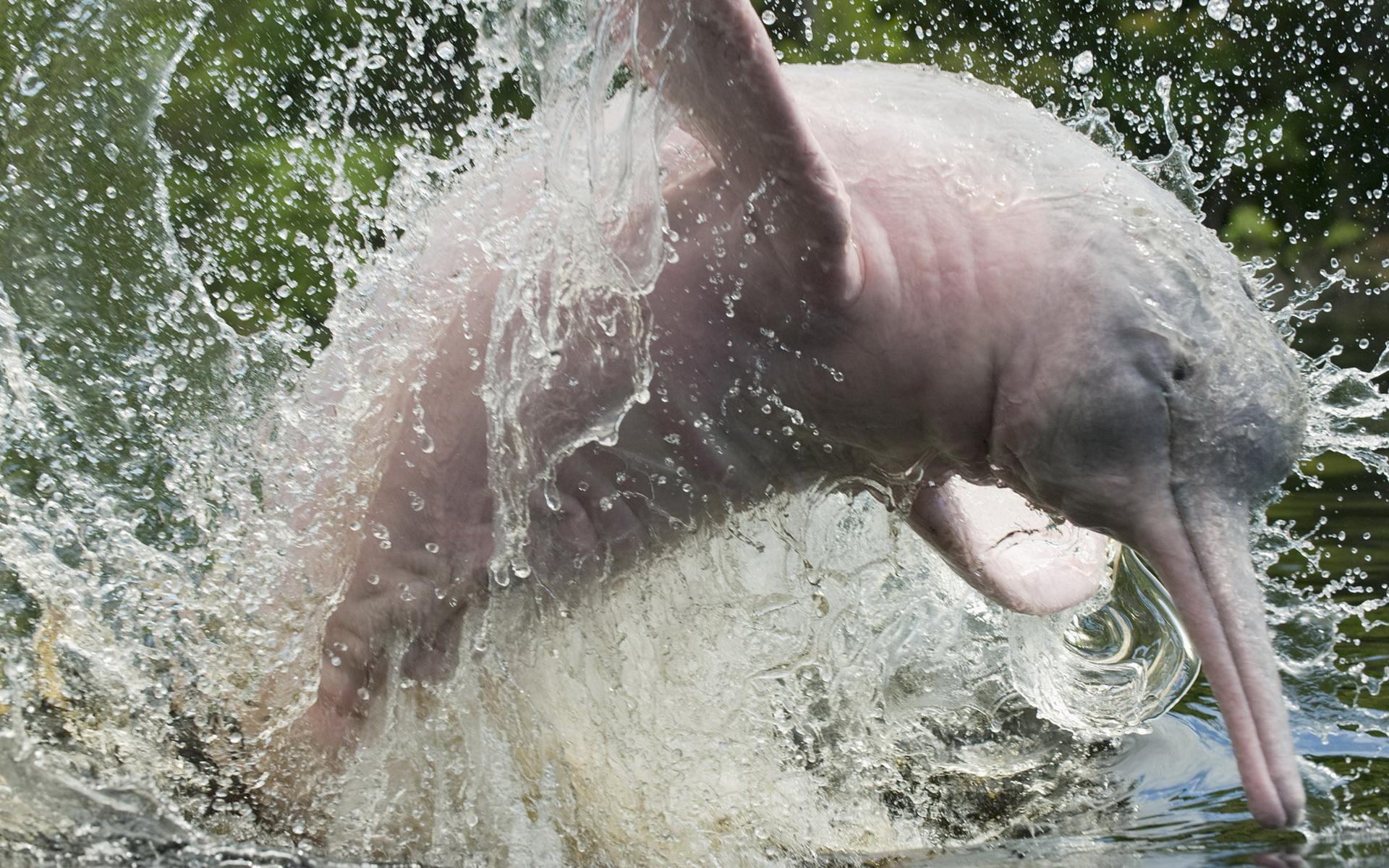 Descarga gratuita de fondo de pantalla para móvil de Animales, Delfin.