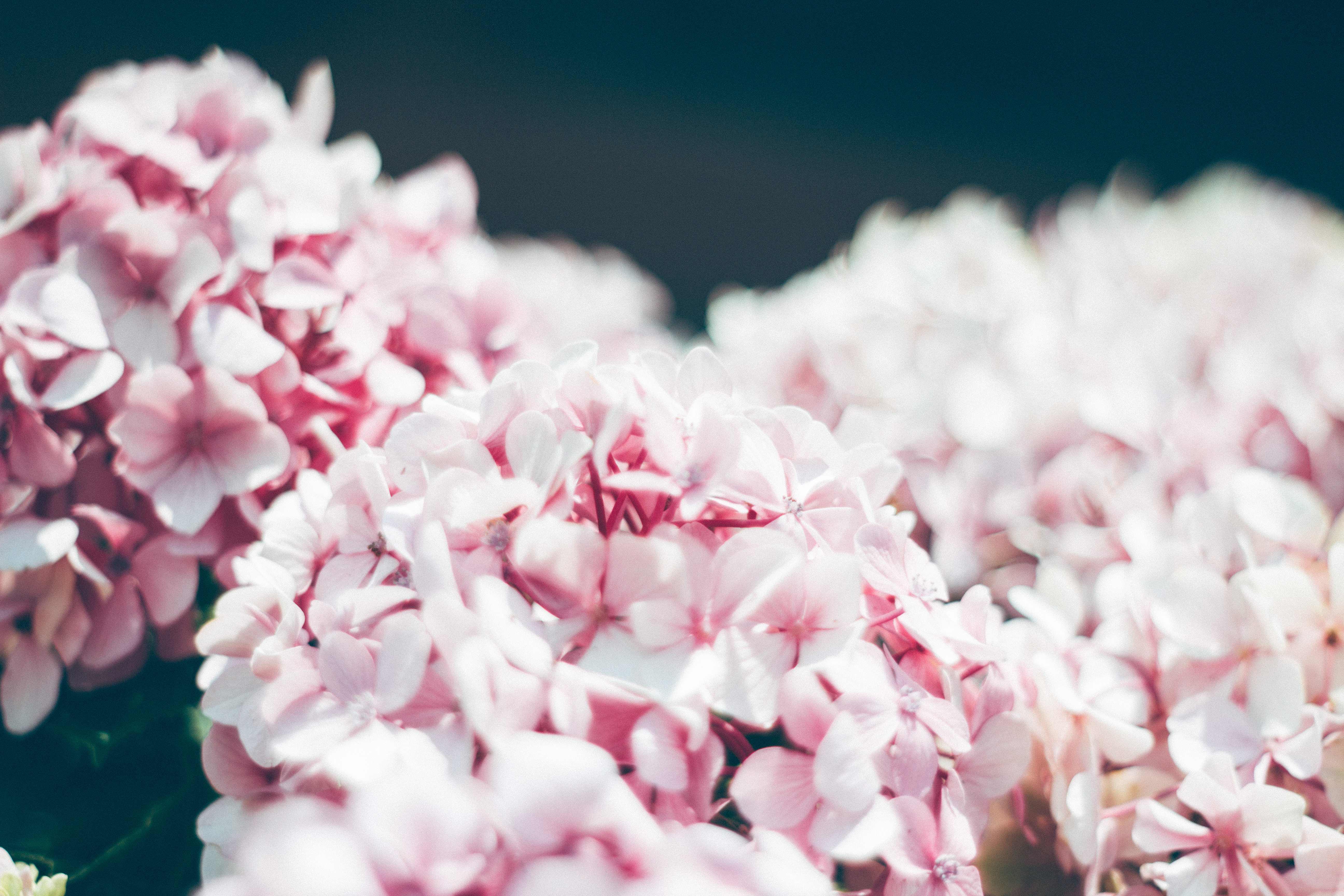 hydrangea, flowers, petals, close up cellphone