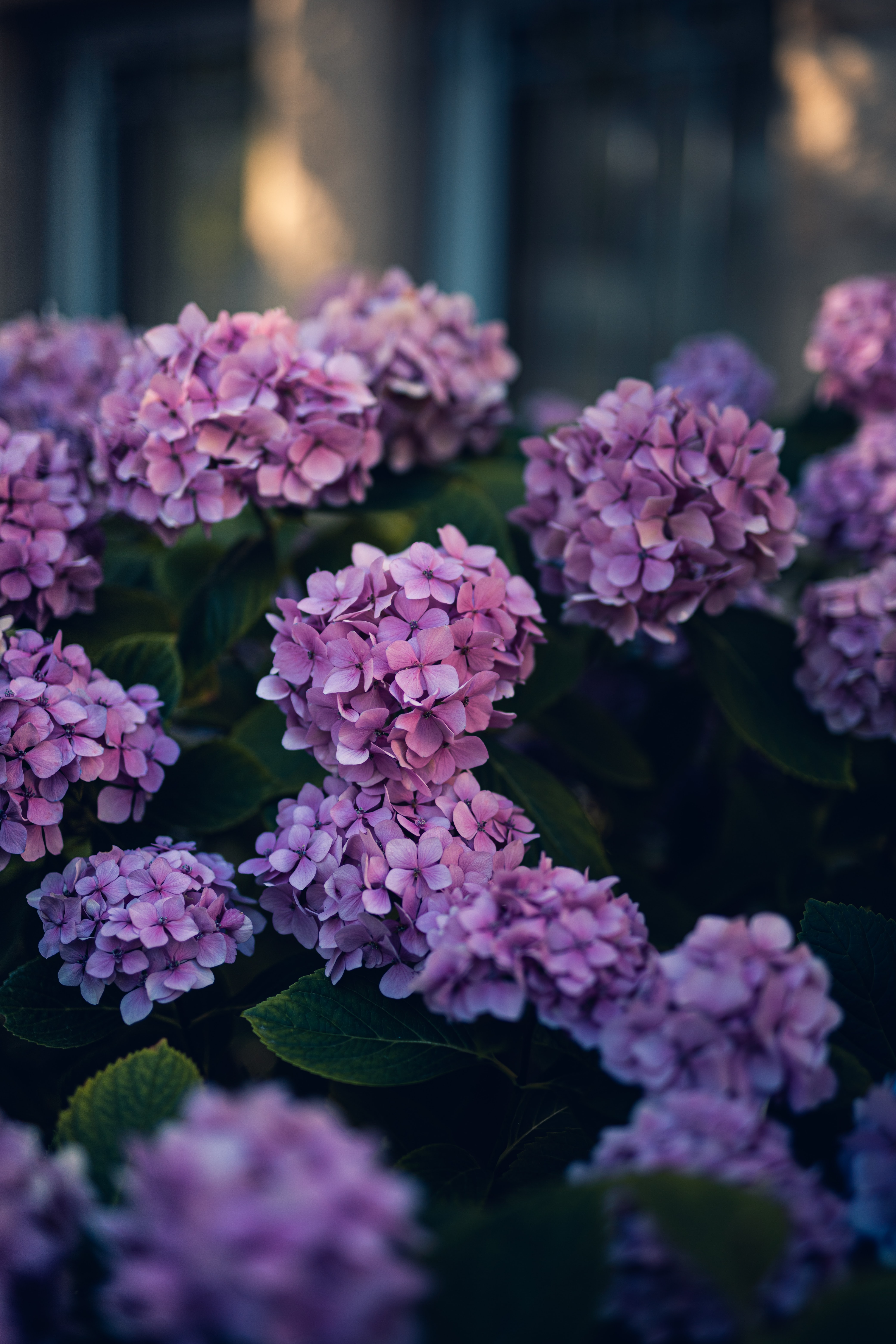 137845 descargar imagen flores, hojas, violeta, arbusto, púrpura, hortensia: fondos de pantalla y protectores de pantalla gratis