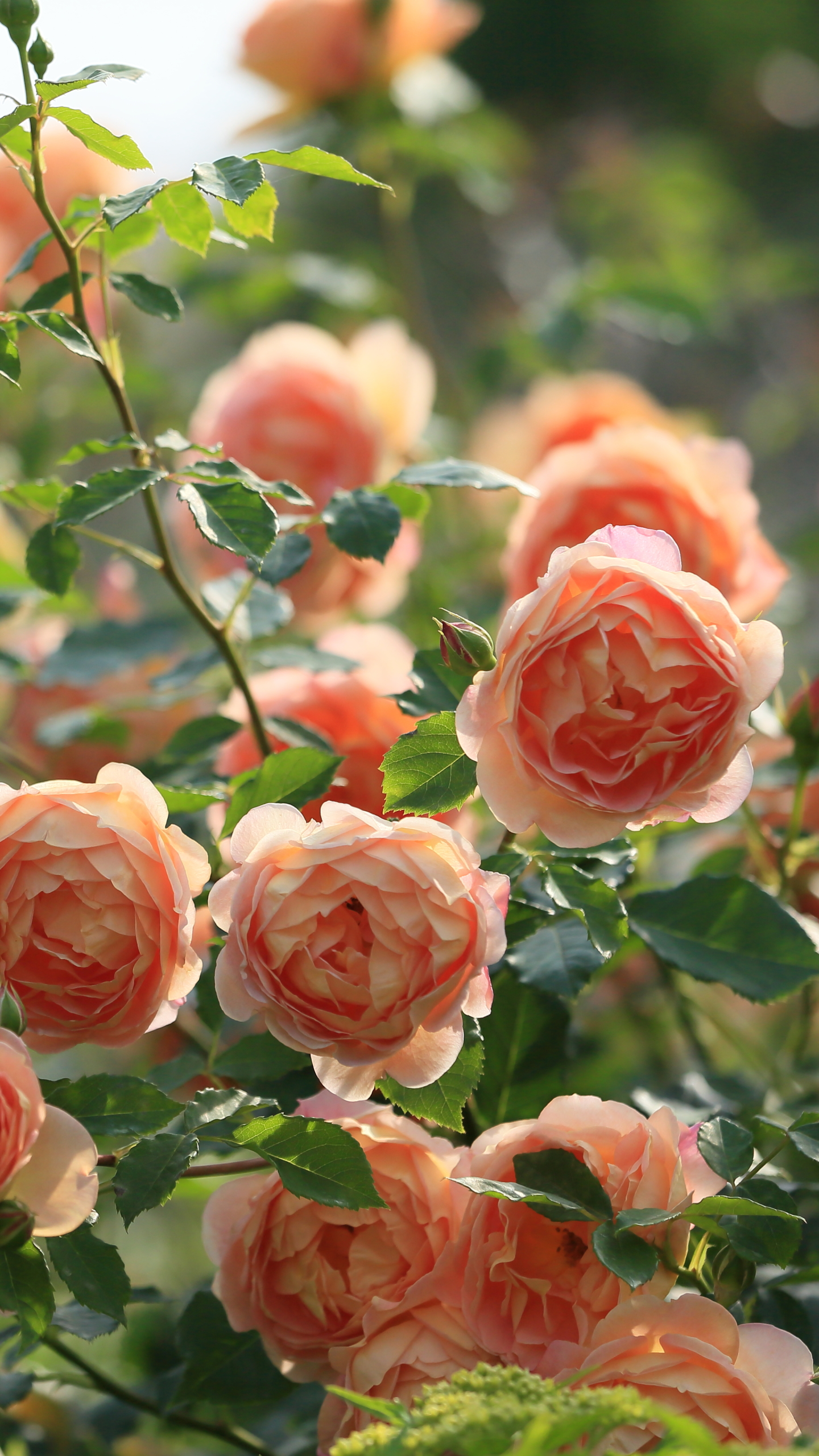 Descarga gratuita de fondo de pantalla para móvil de Flores, Rosa, Flor, Bokeh, Tierra/naturaleza.