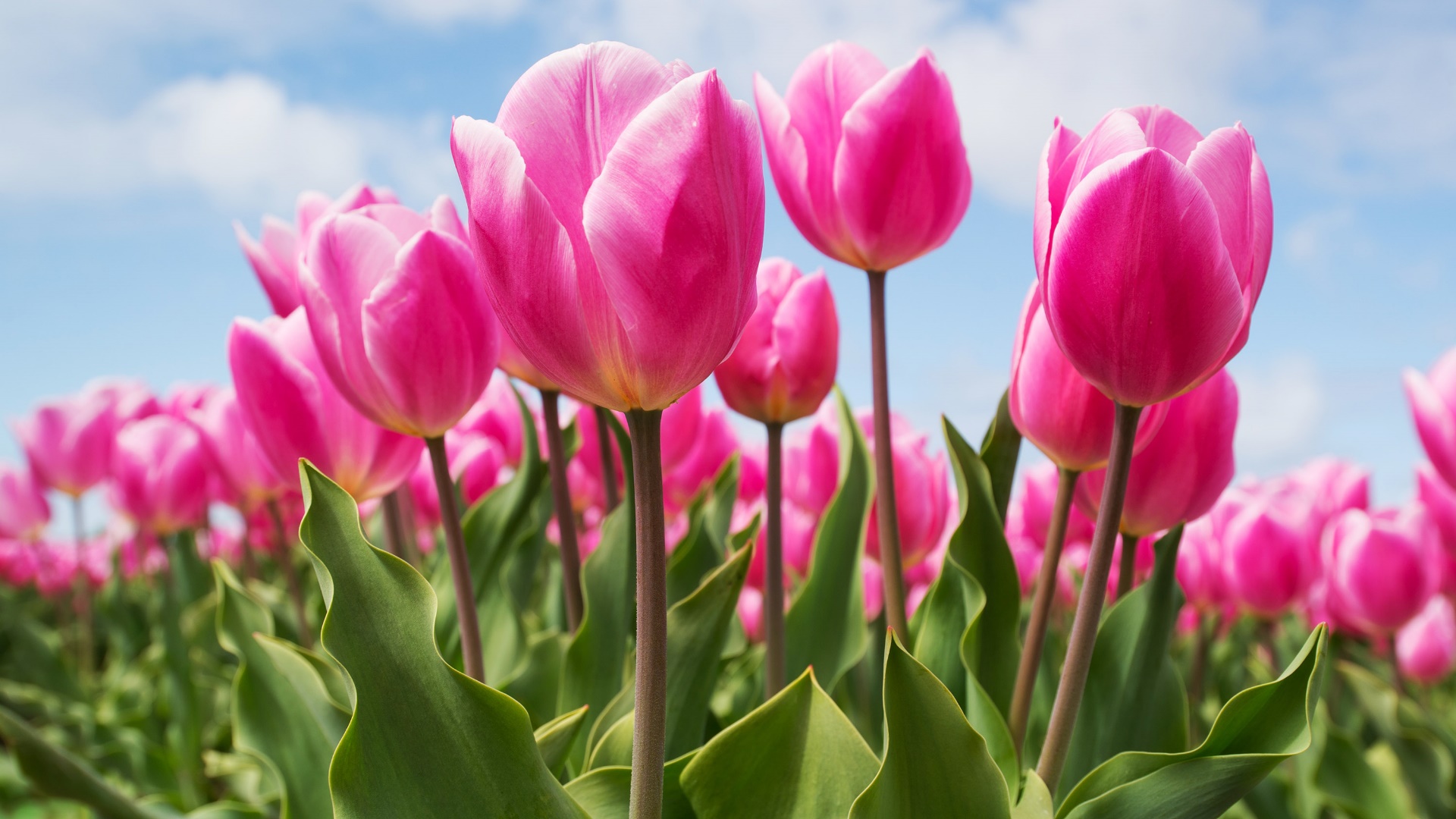 Скачати мобільні шпалери Квітка, Земля, Тюльпан, Рожева Квітка, Флауерзи безкоштовно.