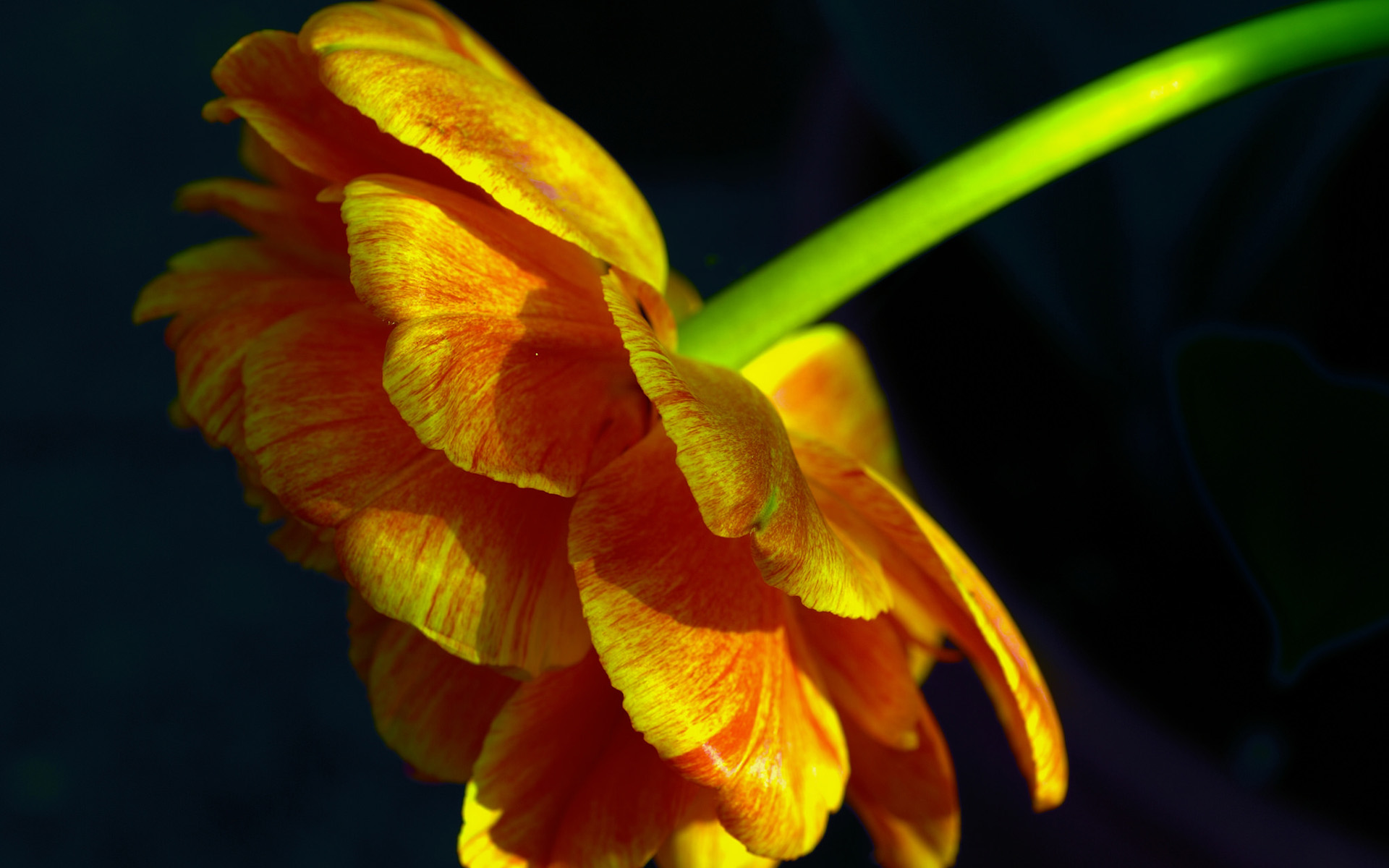 Téléchargez gratuitement l'image Fleurs, Fleur, Terre/nature sur le bureau de votre PC