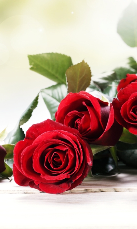 Скачать картинку Любовь, Цветок, Роза, Букет, Красная Роза, Красный Цветок, Земля/природа, Флауэрсы в телефон бесплатно.