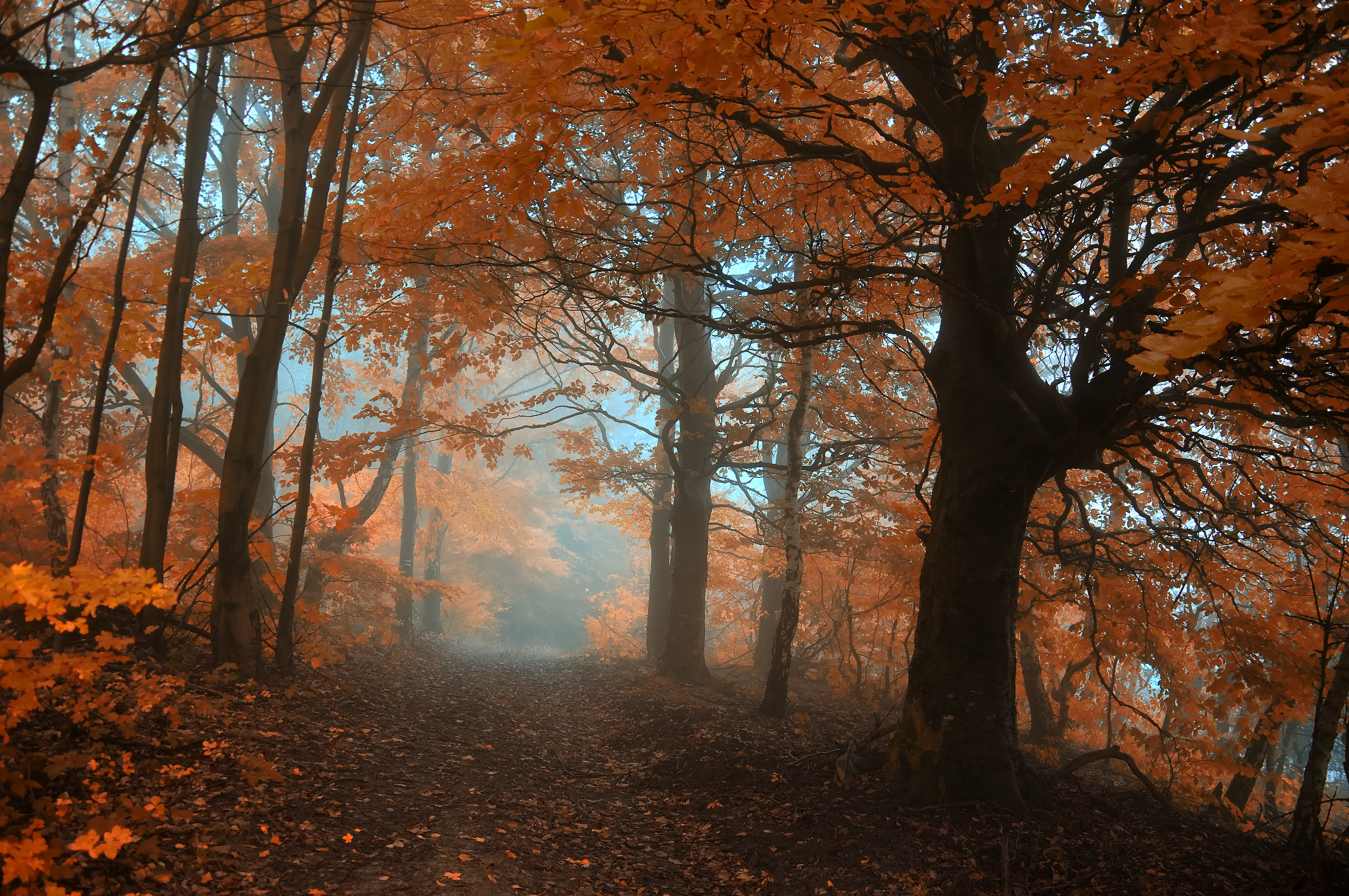 Baixe gratuitamente a imagem Árvores, Outono, Floresta, Árvore, Terra/natureza, Neblina na área de trabalho do seu PC