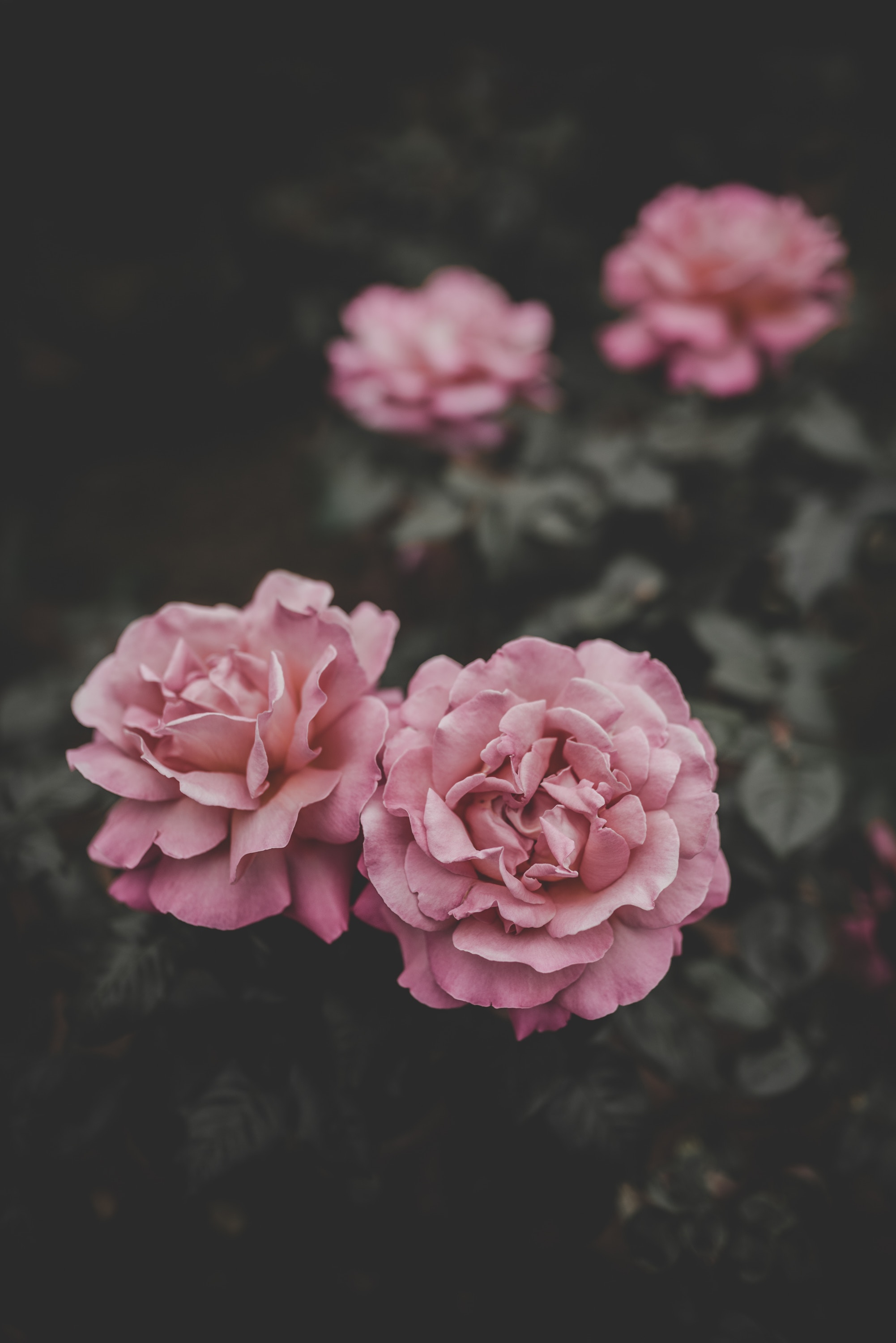 Free download wallpaper Blur, Smooth, Buds, Flowers, Roses, Pink on your PC desktop