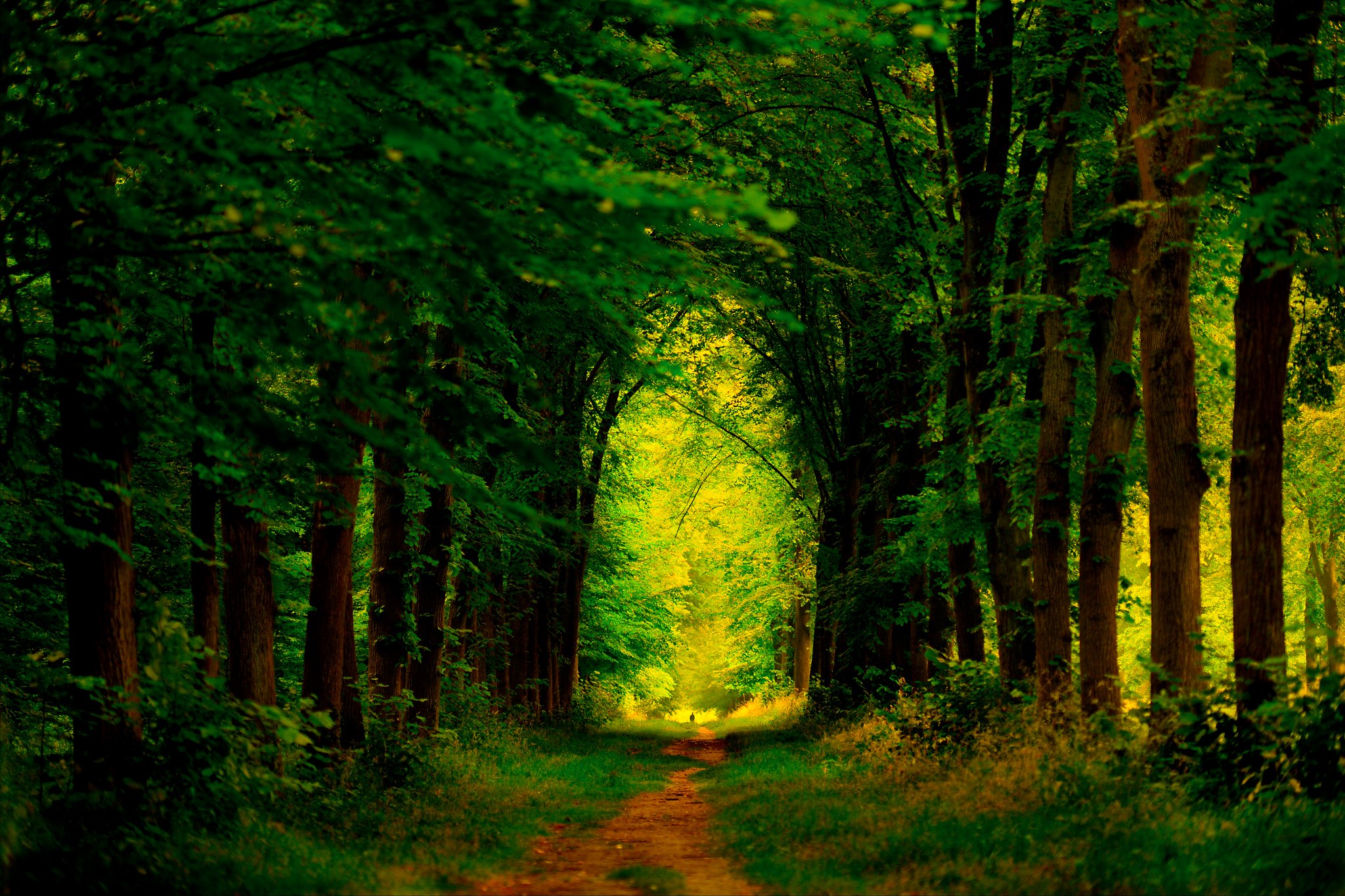 Téléchargez des papiers peints mobile Forêt, Chemin, Terre/nature, Chemin De Terre gratuitement.