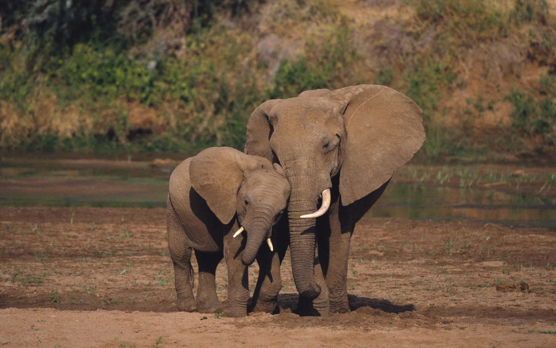 Descarga gratuita de fondo de pantalla para móvil de Animales, Elefantes, Elefante Africano De Sabana.