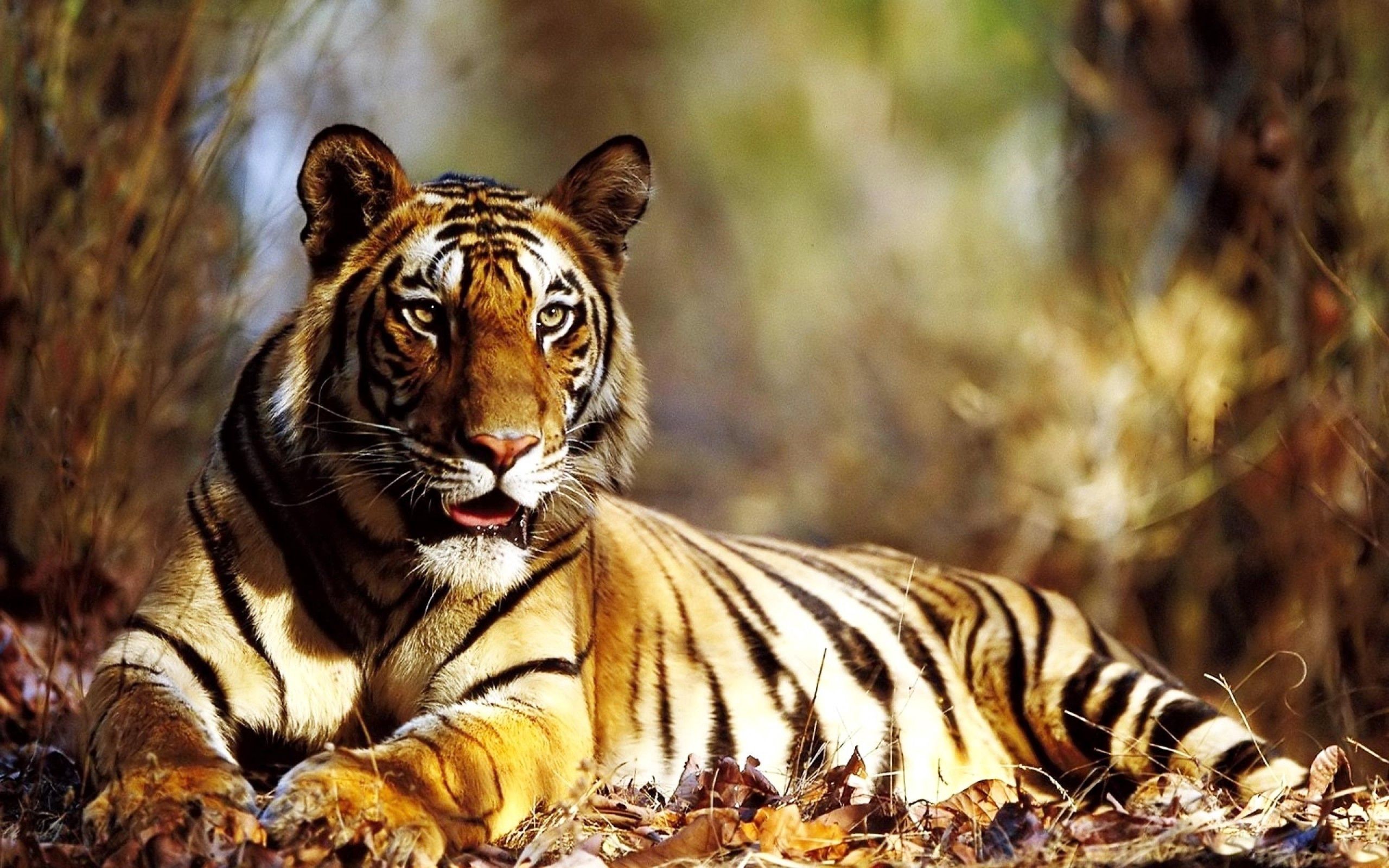 Laden Sie das Sich Hinlegen, Liegen, Laub, Tiger, Herbst, Tiere-Bild kostenlos auf Ihren PC-Desktop herunter