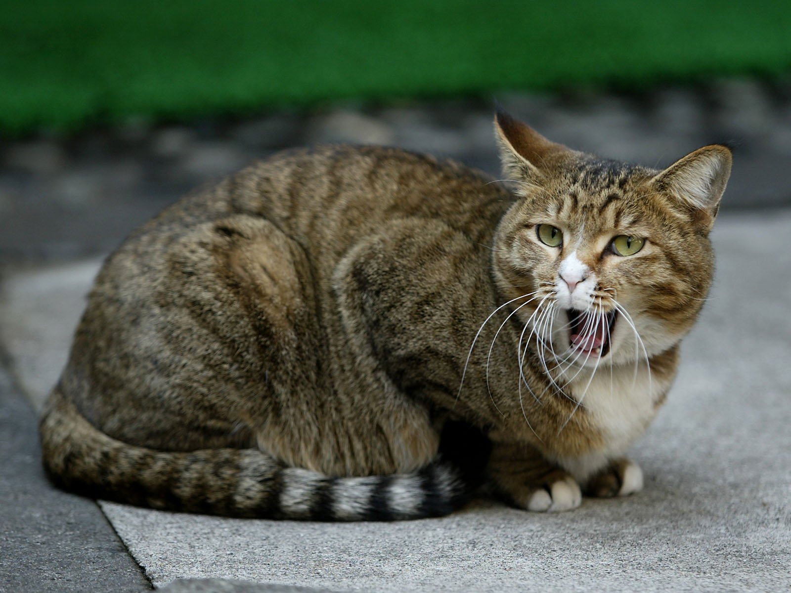 Baixar papel de parede para celular de Animais, Gatos, Gato gratuito.