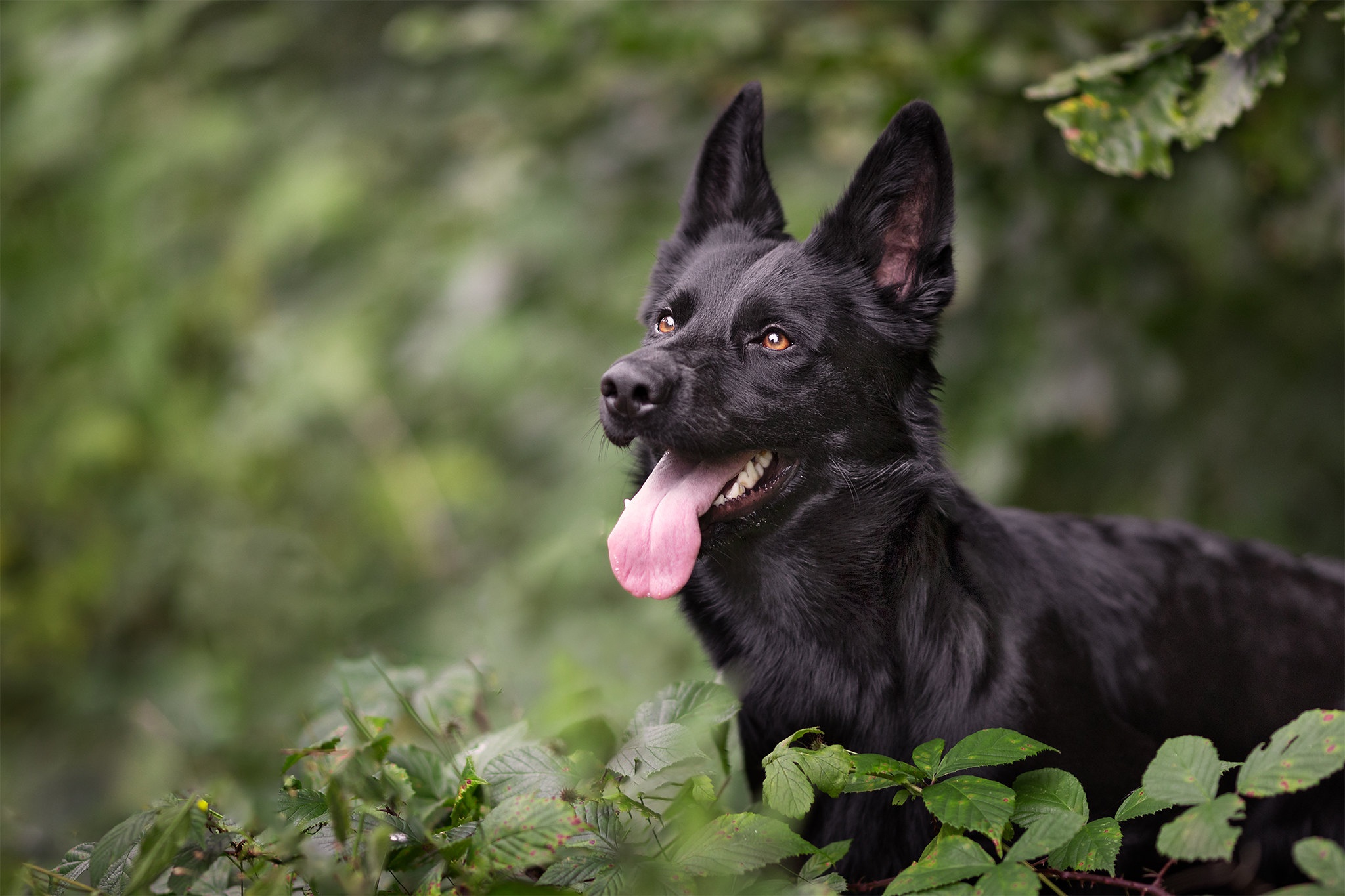 Téléchargez gratuitement l'image Animaux, Chiens, Berger Allemand sur le bureau de votre PC