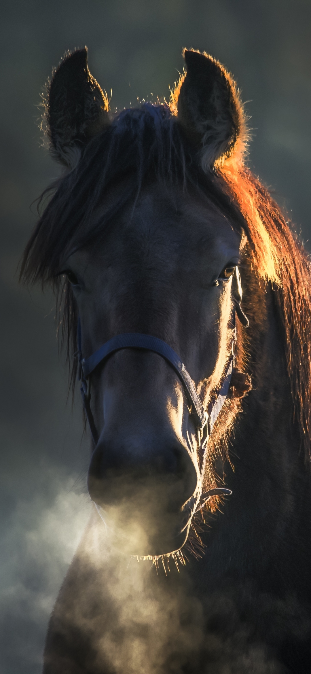 Download mobile wallpaper Animal, Horse for free.