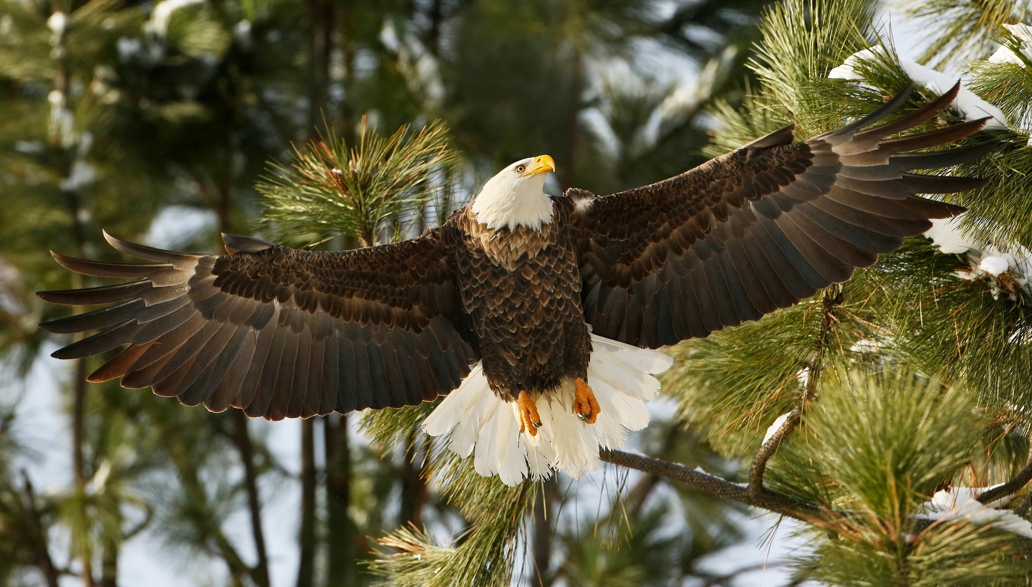 無料モバイル壁紙動物, 鳥, 翼, 白頭ワシをダウンロードします。