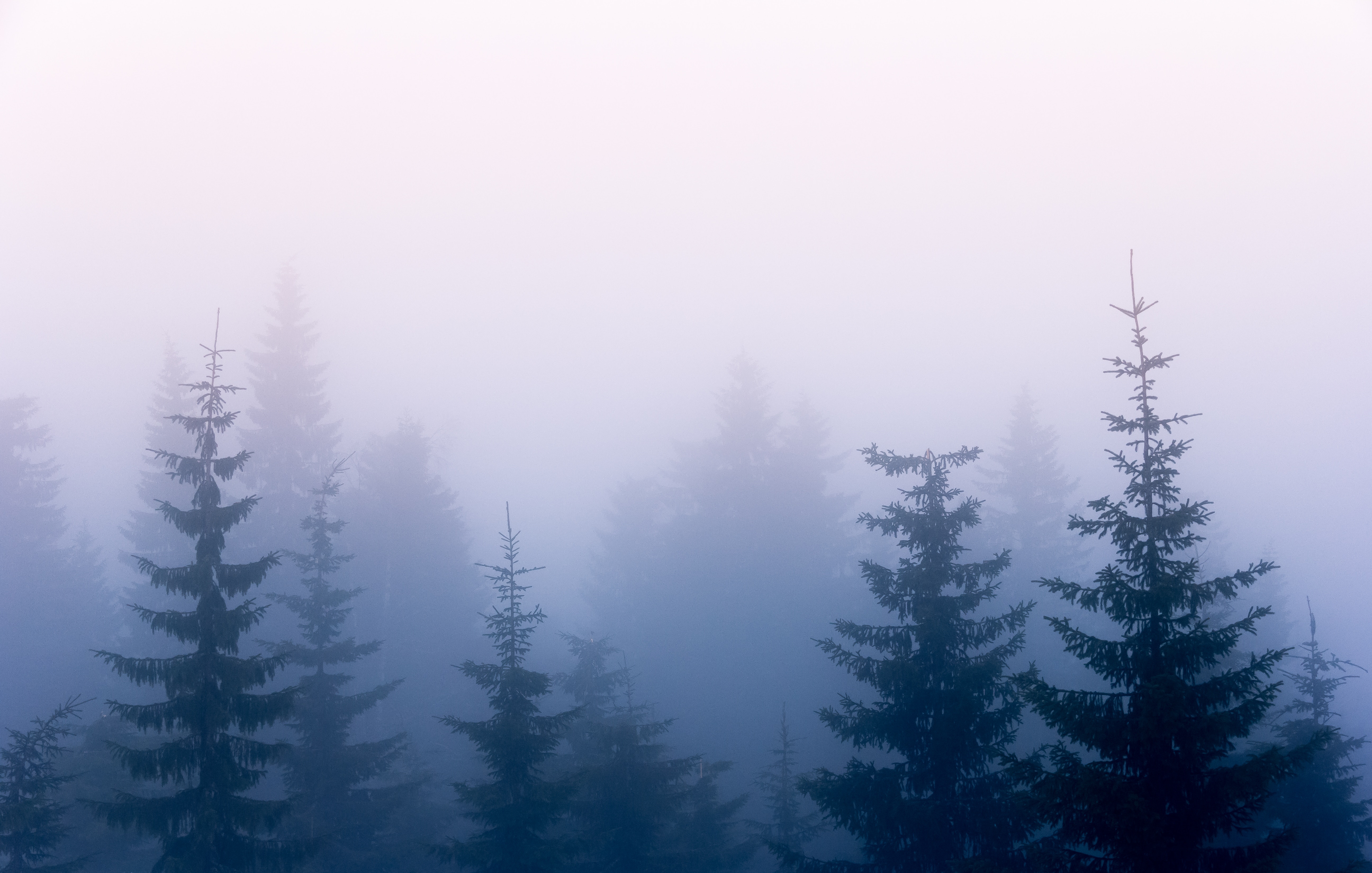 Скачать картинку Деревья, Туман, Небо, Ветки, Природа в телефон бесплатно.