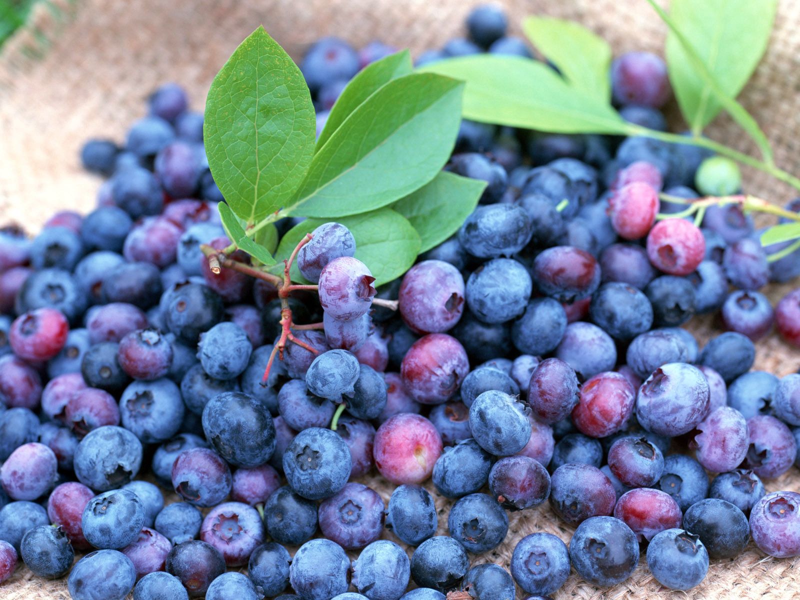 Download mobile wallpaper Bilberries, Lot, Ripe, Berries, Food for free.