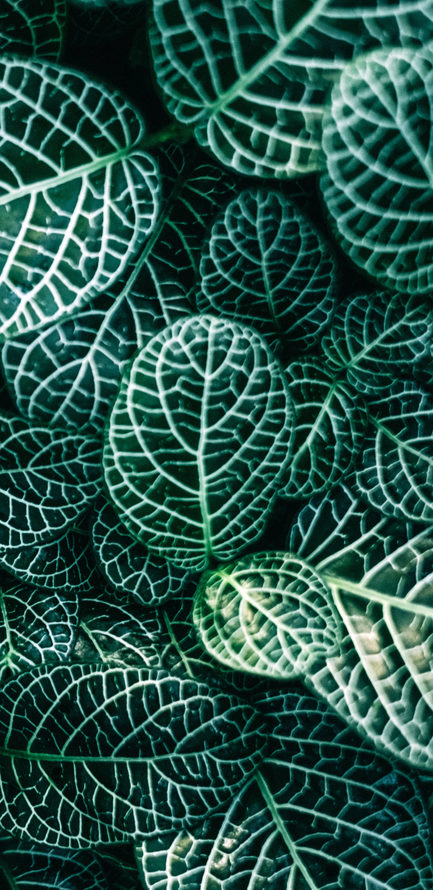Download mobile wallpaper Nature, Plant, Leaf, Earth for free.