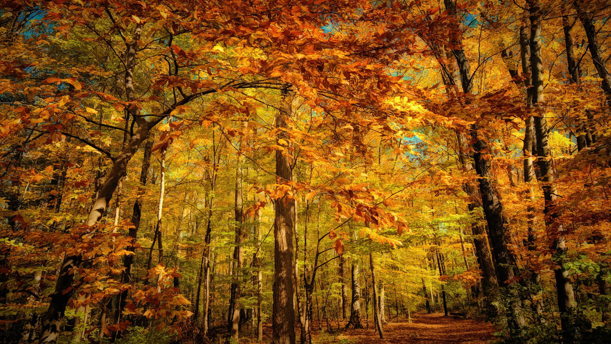 Скачать картинку Осень, Лес, Дерево, Жёлтый, Земля/природа в телефон бесплатно.