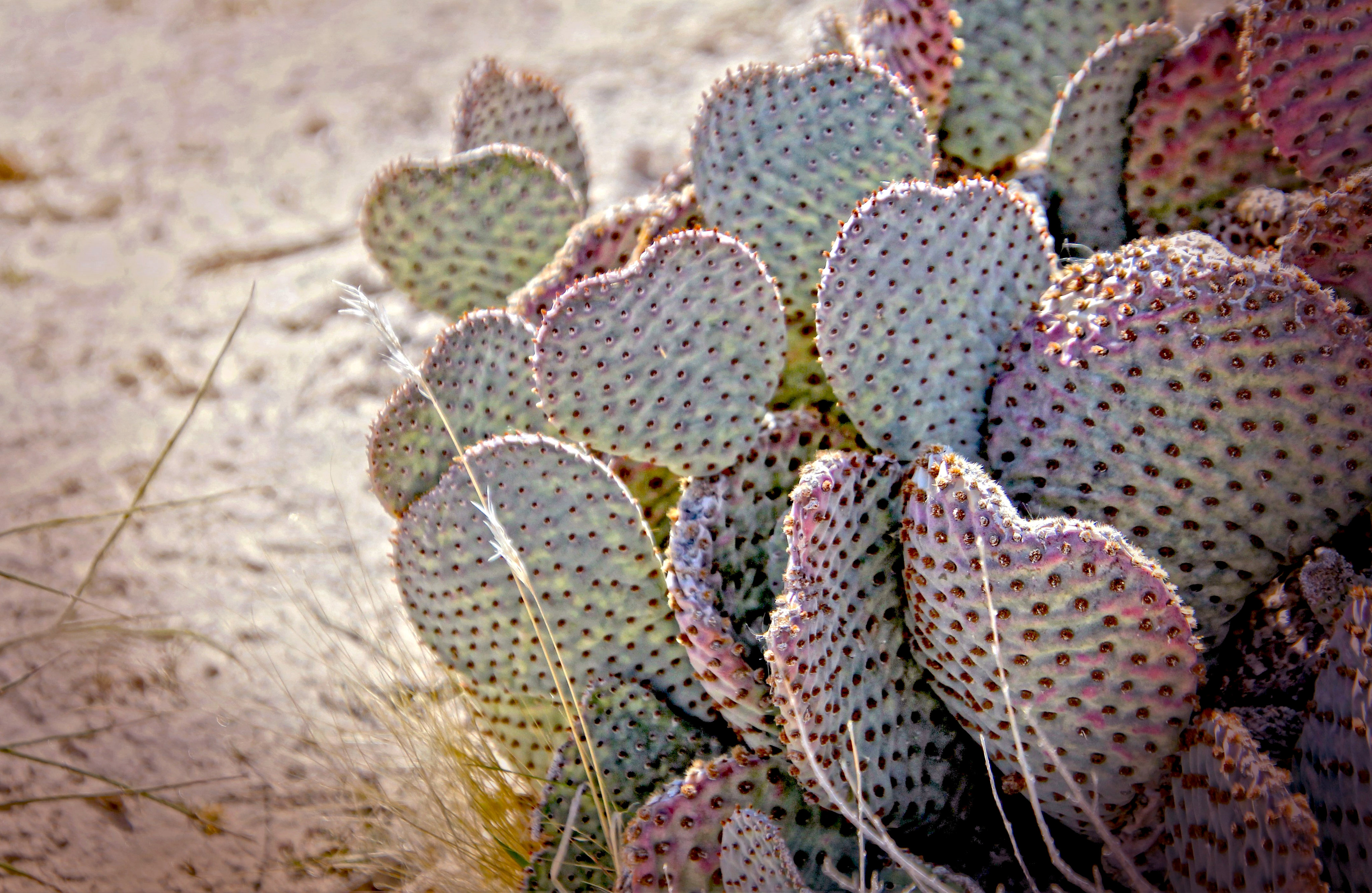 Laden Sie das Nadeln, Wüste, Natur, Kaktus-Bild kostenlos auf Ihren PC-Desktop herunter
