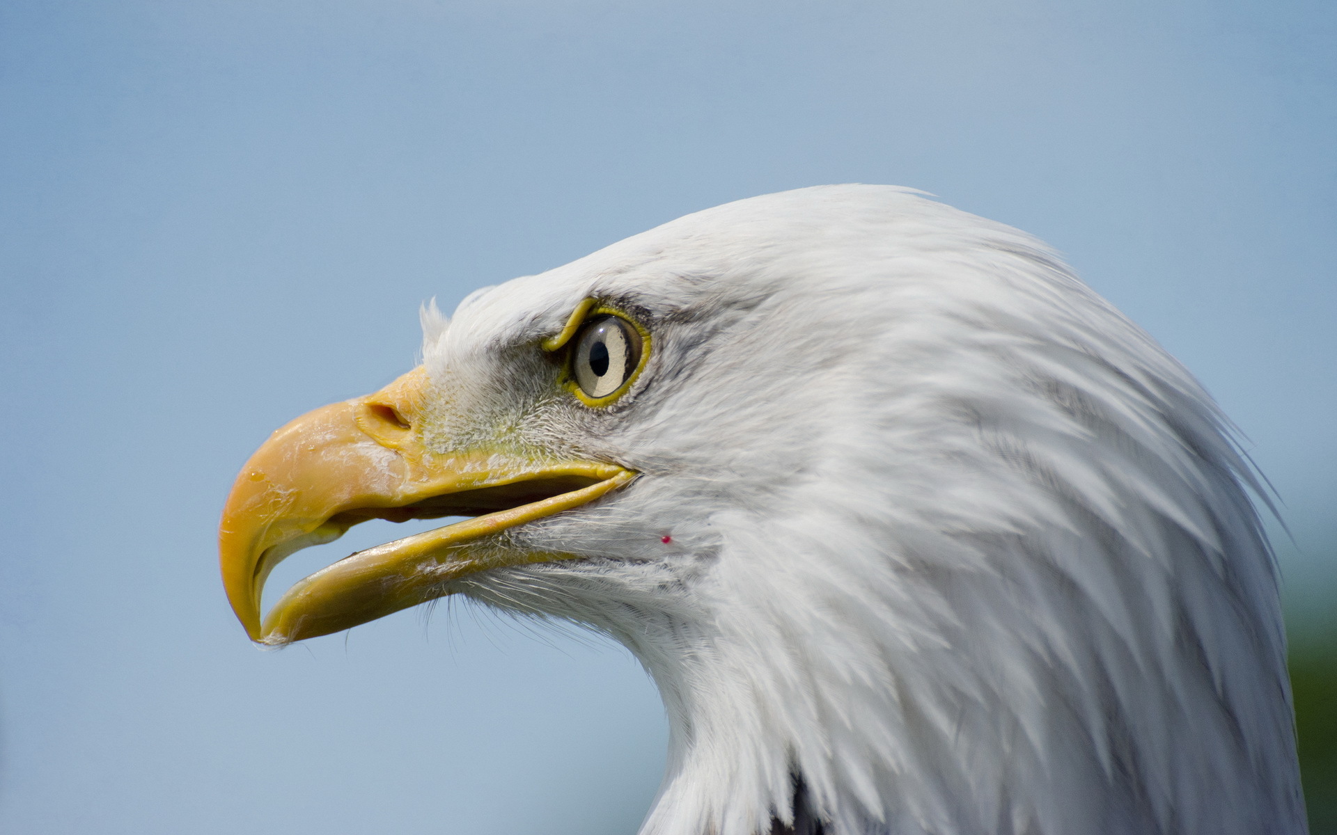 Téléchargez des papiers peints mobile Animaux, Pygargue À Tête Blanche, Des Oiseaux gratuitement.