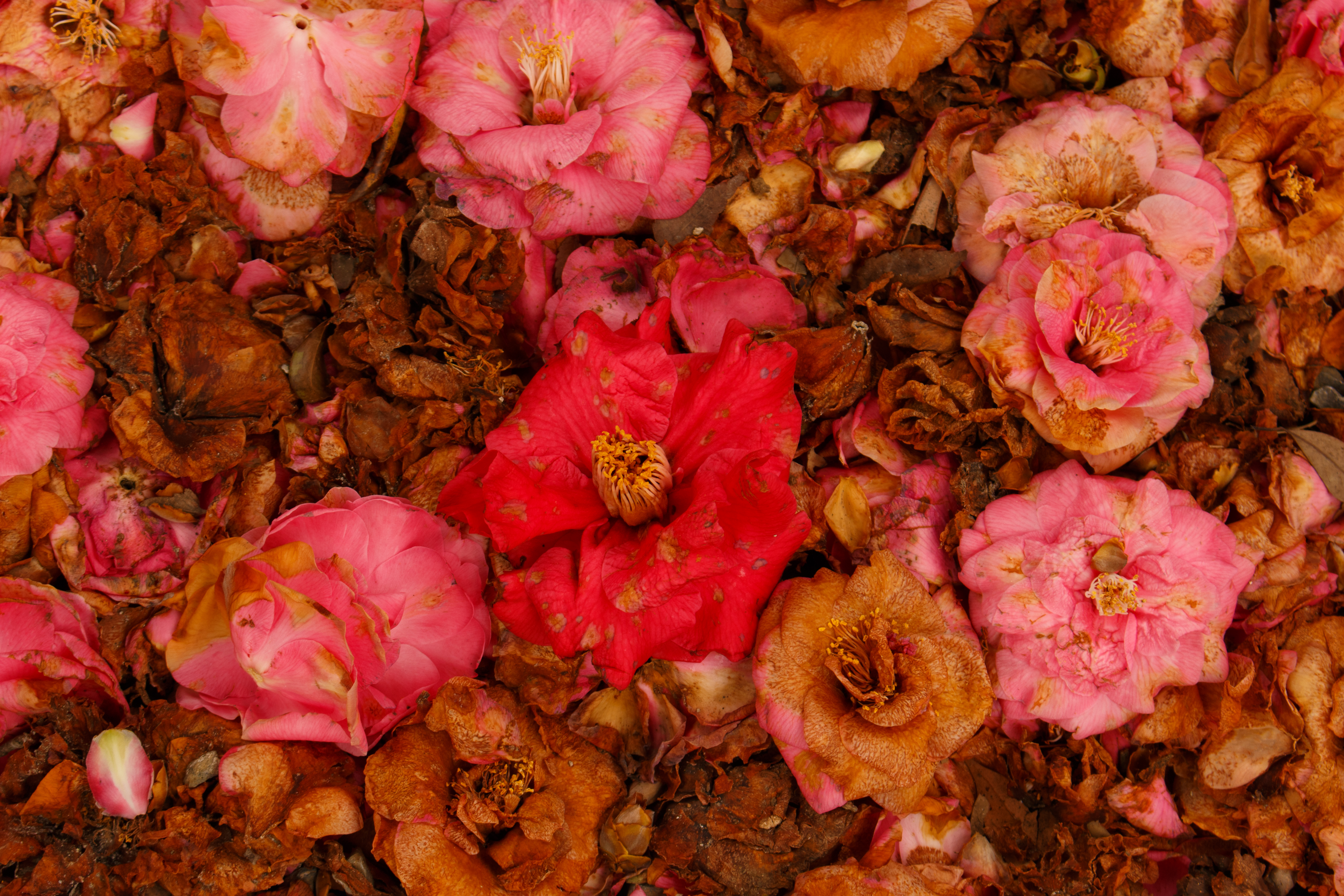 135962 скачать картинку цветы, камелия, сад, красный, розовый, сухой - обои и заставки бесплатно