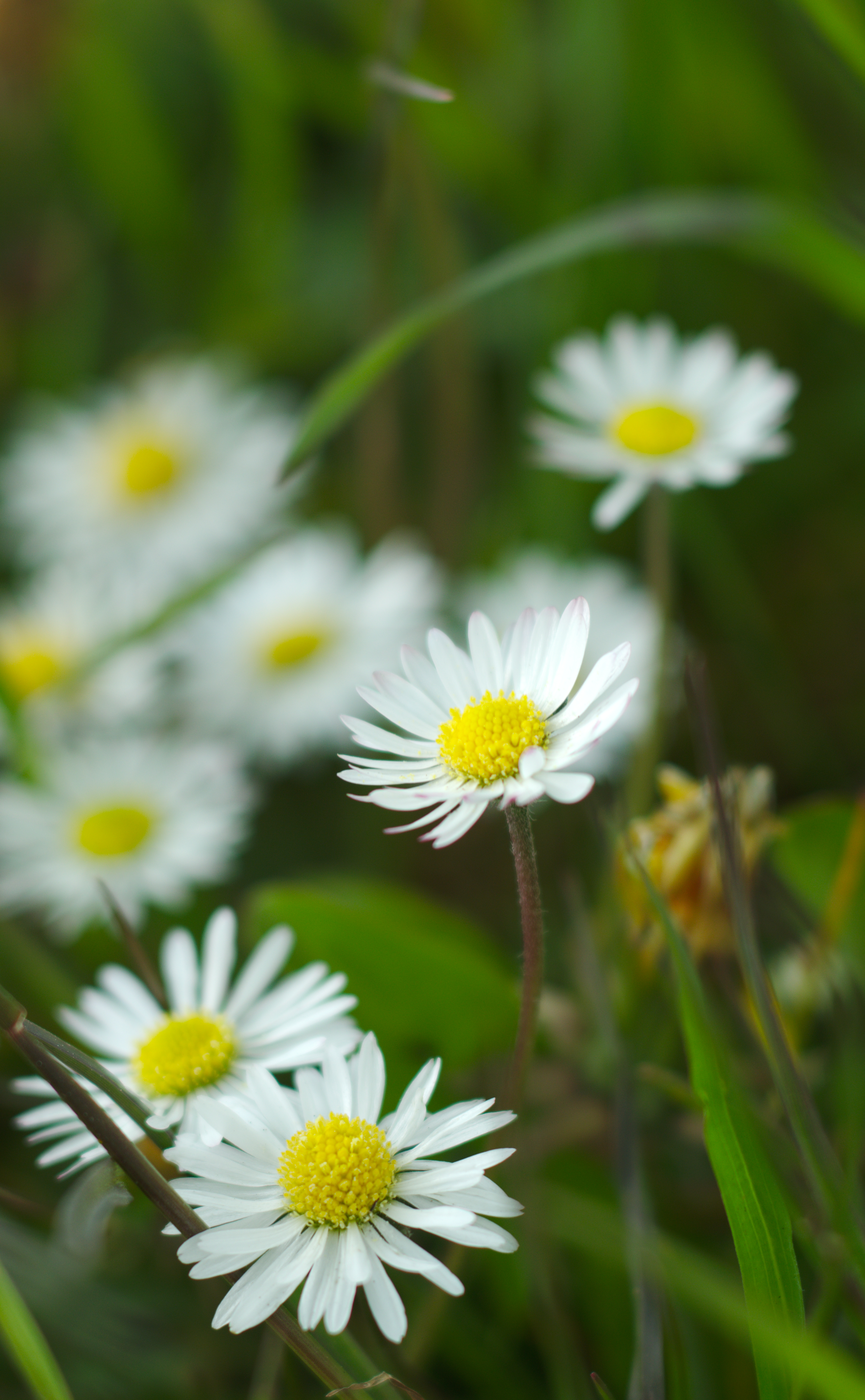 Download mobile wallpaper Grass, Camomile, Flowers, Petals, Chamomile, Wildflowers for free.