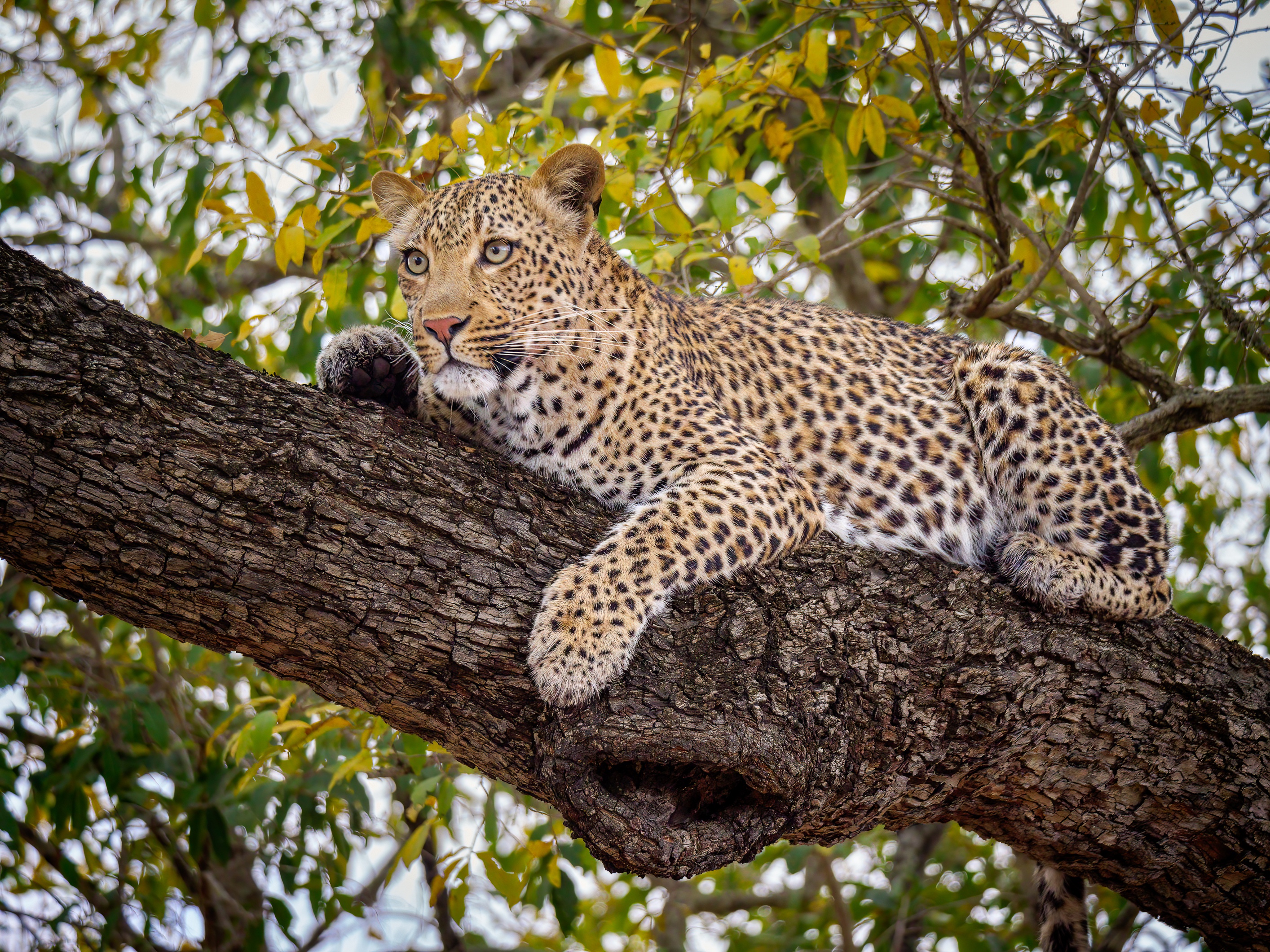 Handy-Wallpaper Tiere, Katzen, Leopard kostenlos herunterladen.