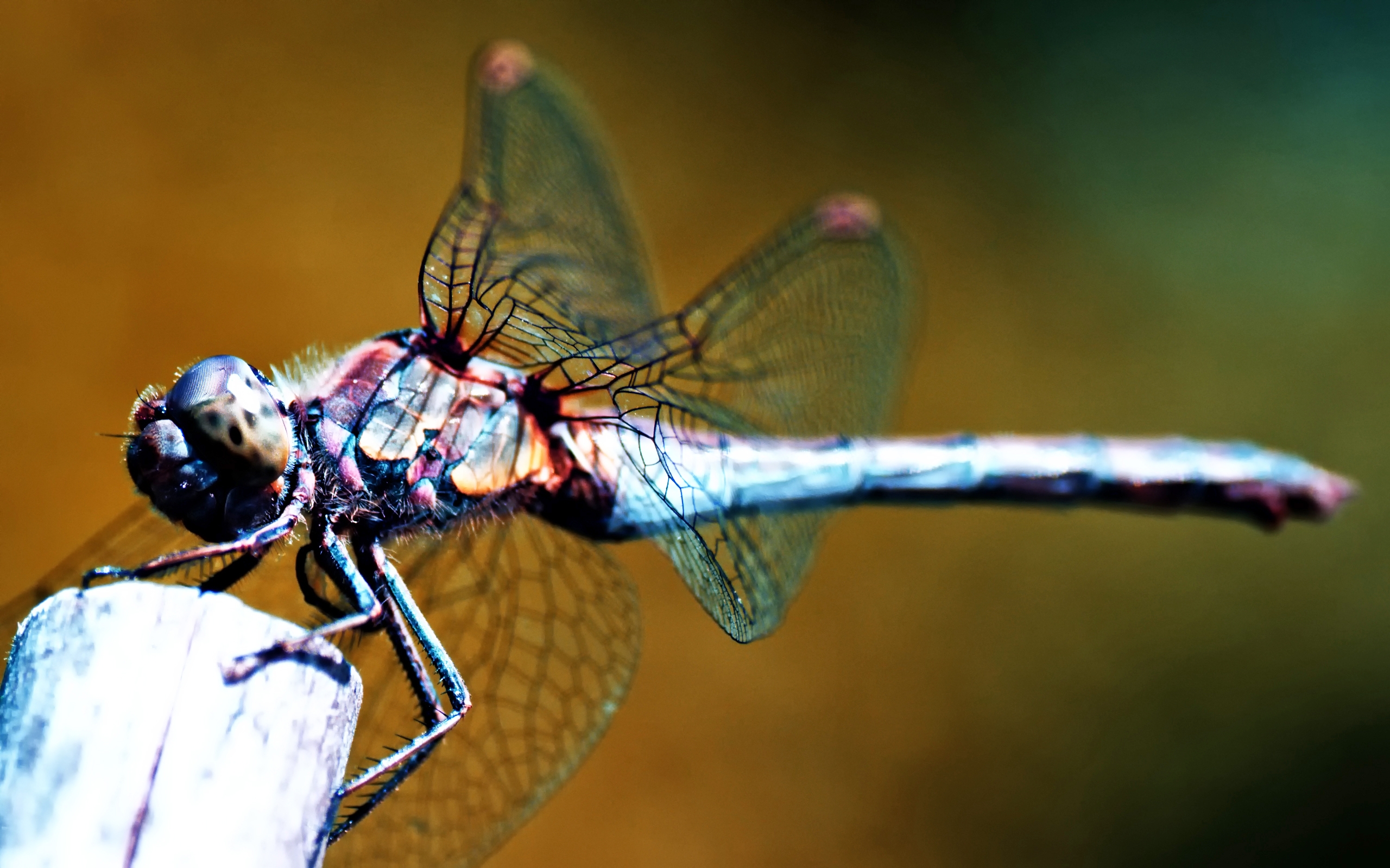 Free download wallpaper Insects, Animal, Dragonfly on your PC desktop