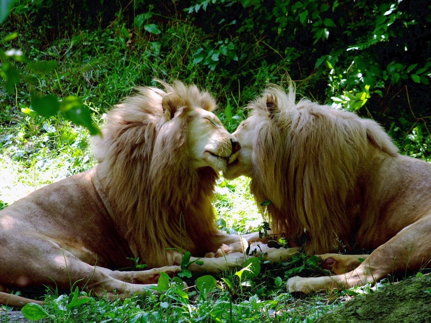 45188 descargar imagen leones, animales: fondos de pantalla y protectores de pantalla gratis