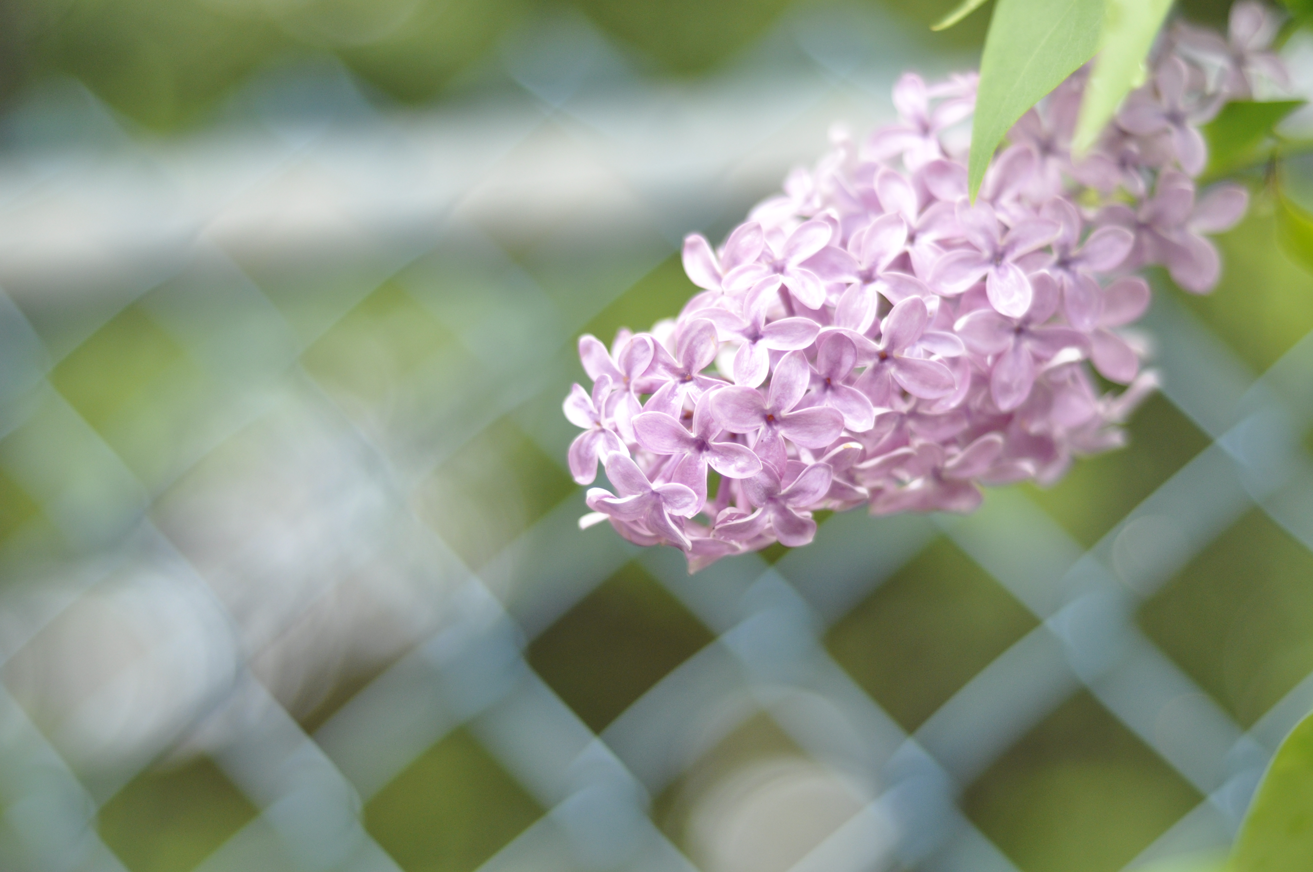 Descarga gratis la imagen Flores, Flor, Tierra/naturaleza en el escritorio de tu PC