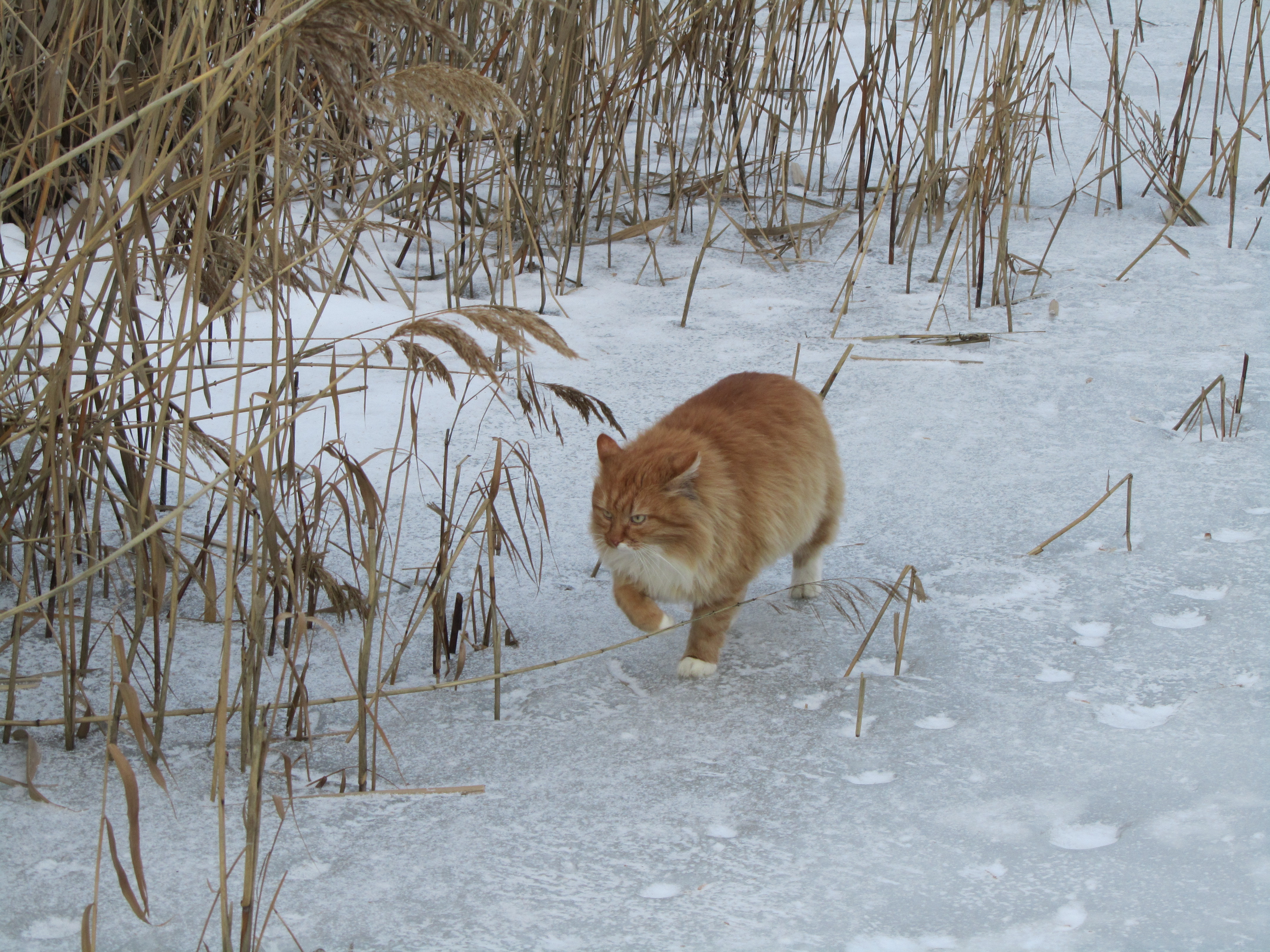 Free download wallpaper Cats, Cat, Animal on your PC desktop