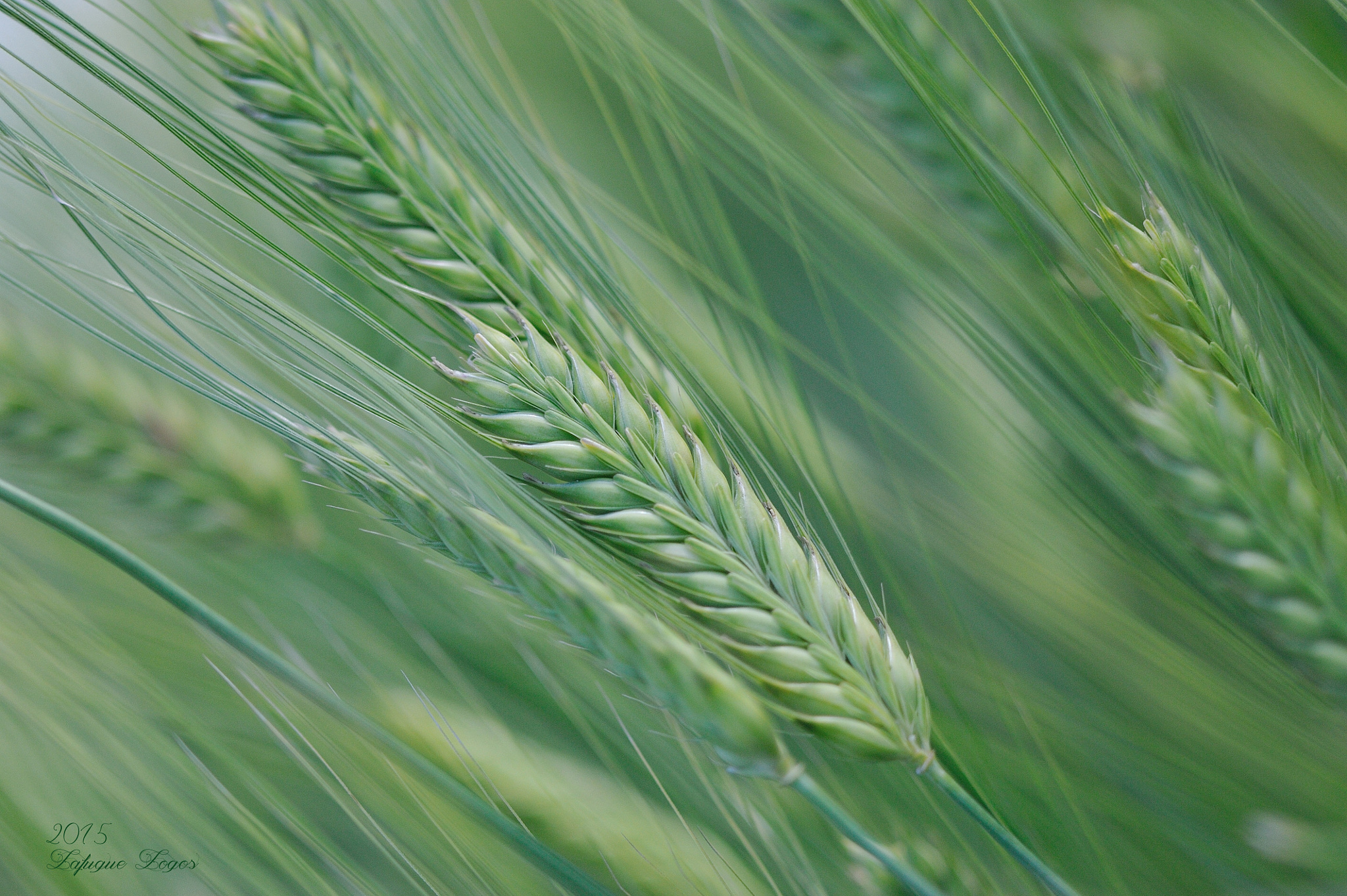 Download mobile wallpaper Nature, Summer, Wheat, Macro, Earth, Field for free.