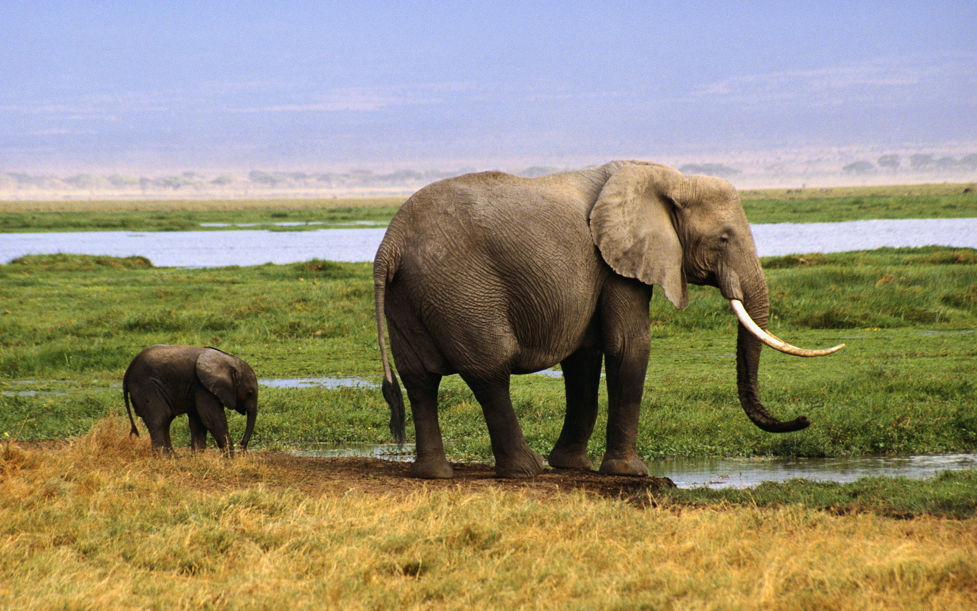 Free download wallpaper Elephants, Animal, African Bush Elephant on your PC desktop