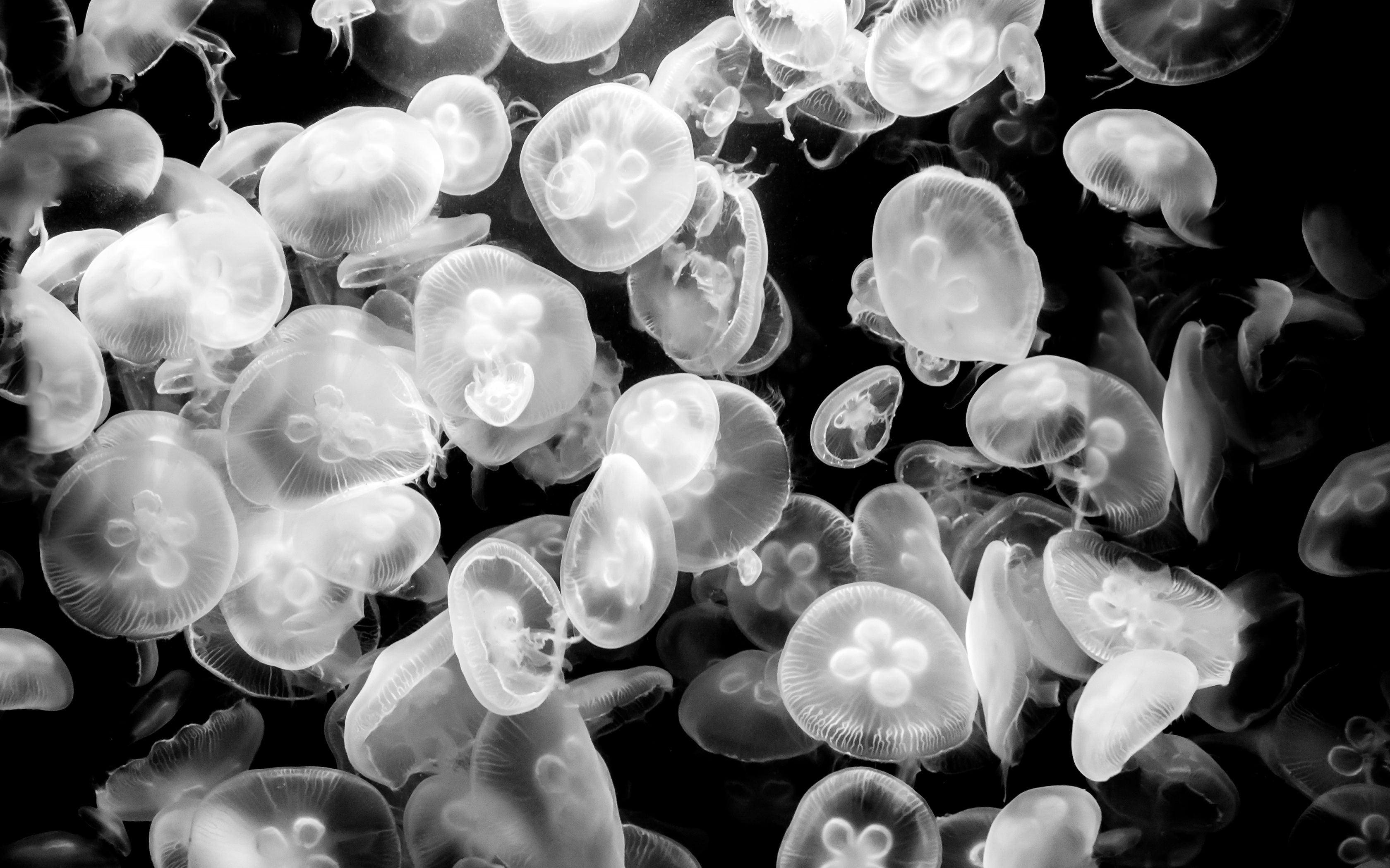 Download mobile wallpaper Jellyfish, Fishes, Animal, Black & White, Sea Life for free.