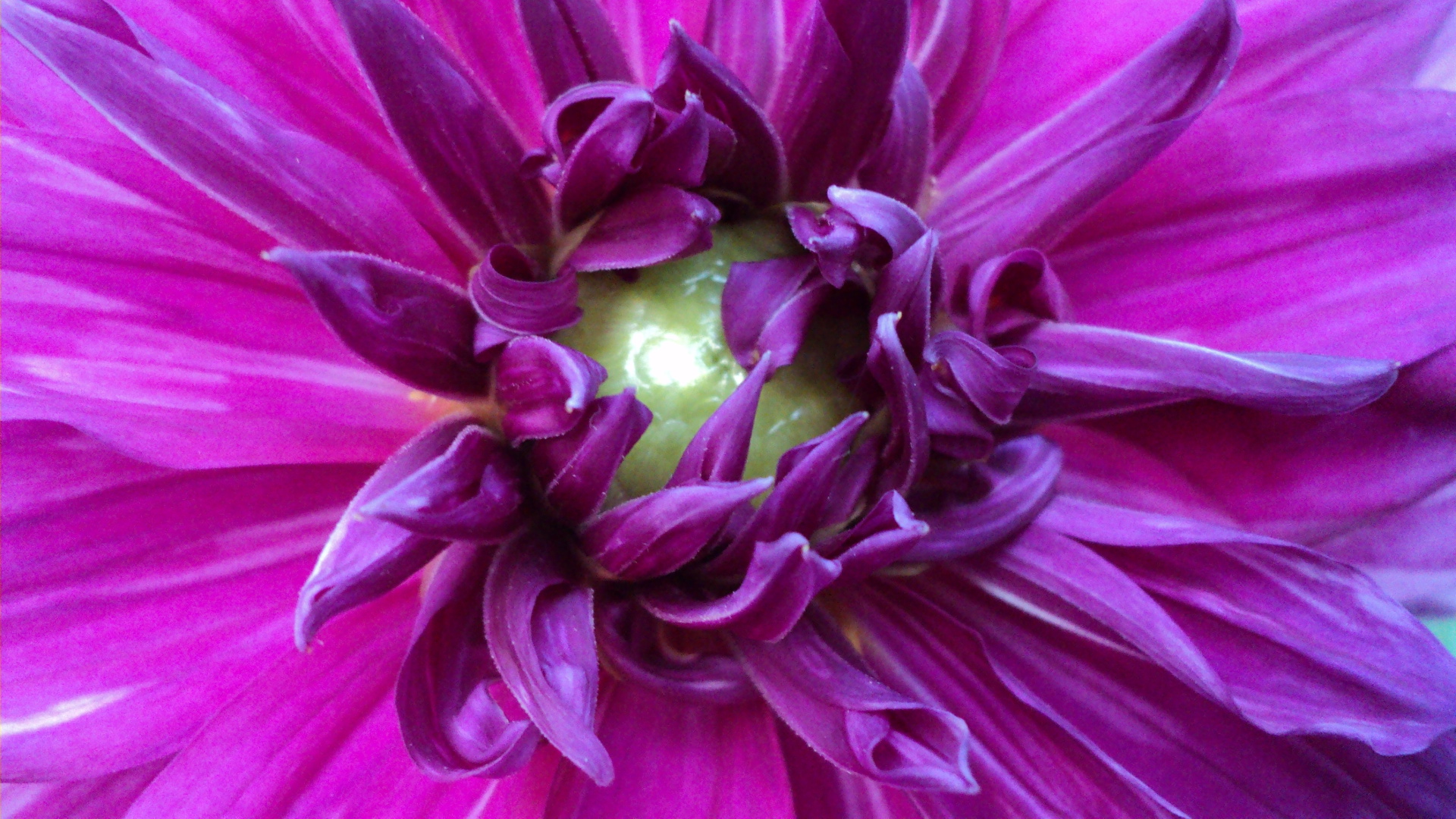 Téléchargez gratuitement l'image Fleurs, La Nature, Fleur, Terre/nature sur le bureau de votre PC