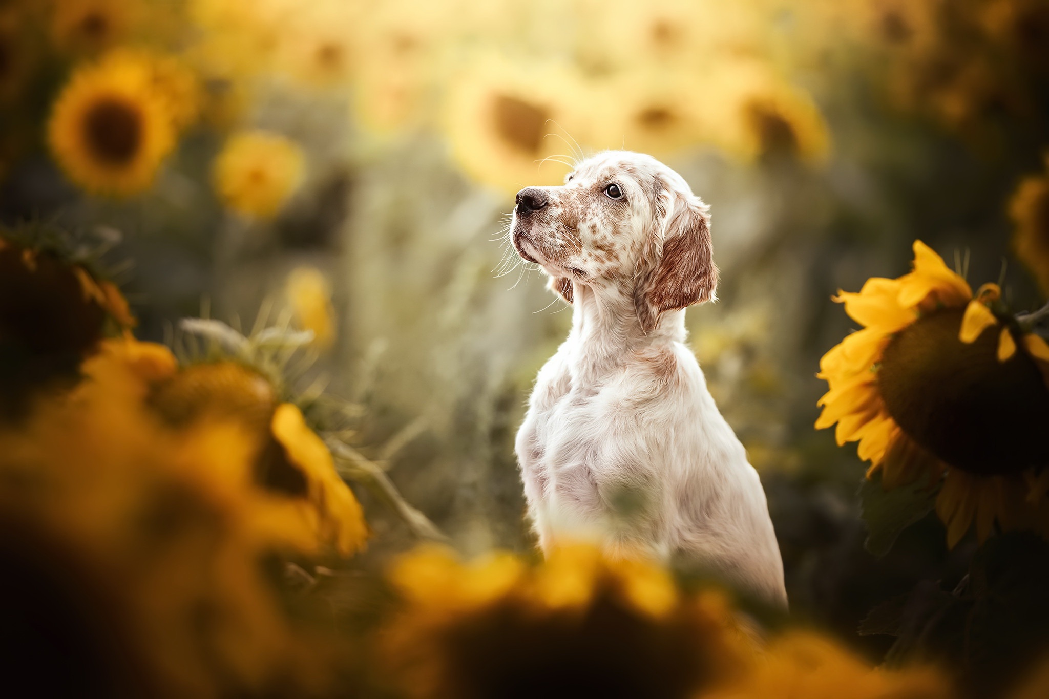 Baixar papel de parede para celular de Cães, Cão, Animais gratuito.