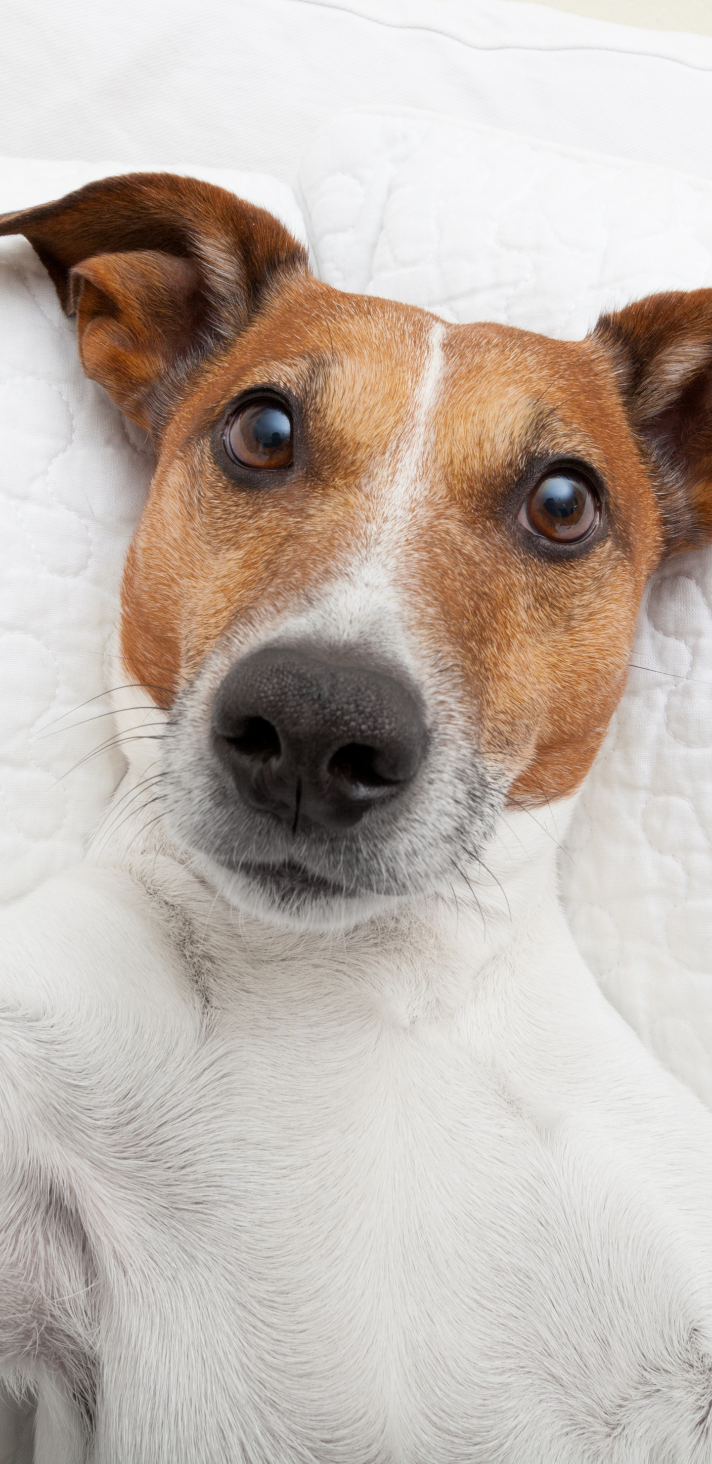 Laden Sie das Tiere, Hunde, Hund, Komisch, Lustig-Bild kostenlos auf Ihren PC-Desktop herunter